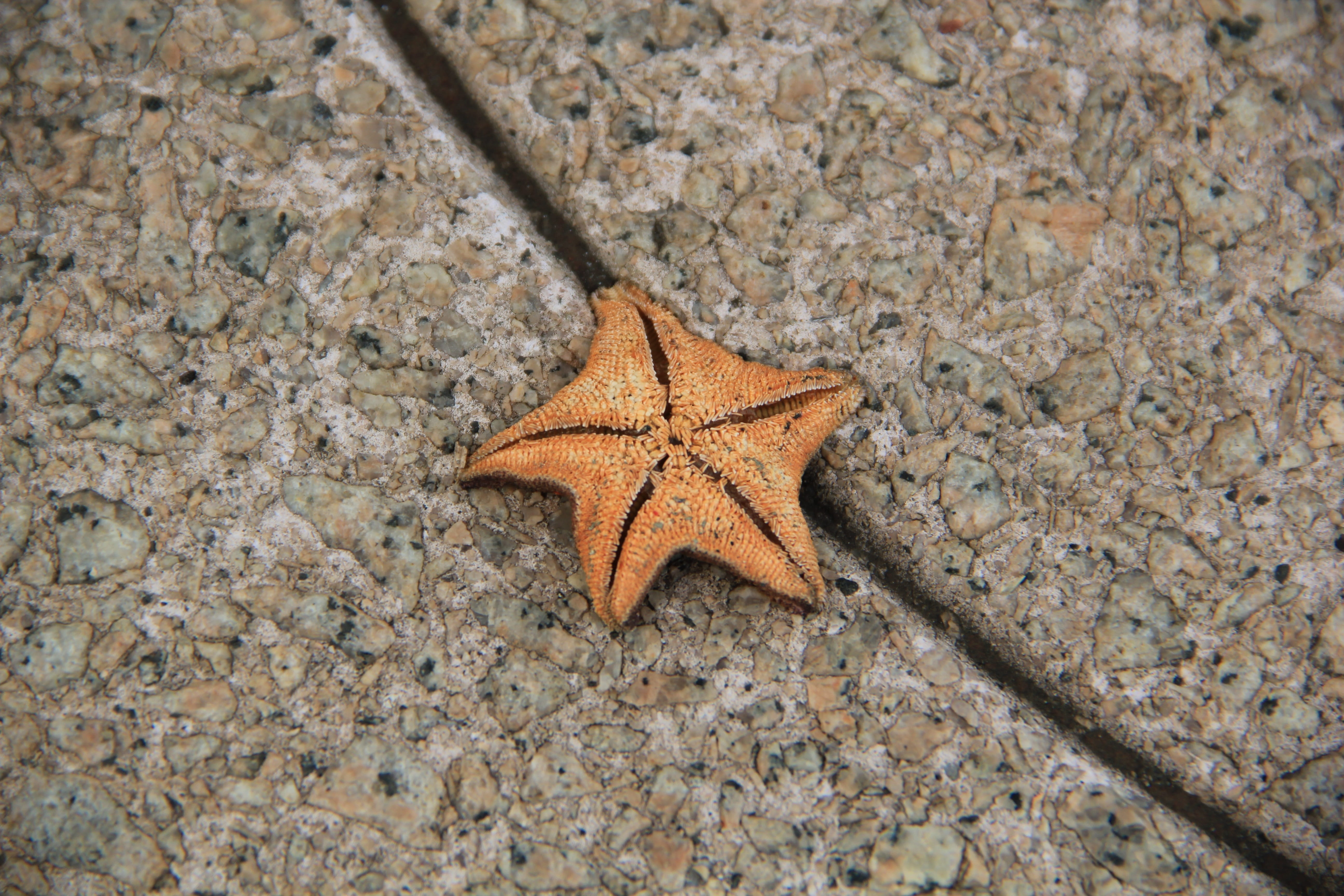 Dried, autumn, maple leaf, Colorful, marine, leaf, outdoors, star, natural pattern, Starfish, Sea Star, aquatic, close-up, plant part, high angle view, HD Wallpaper