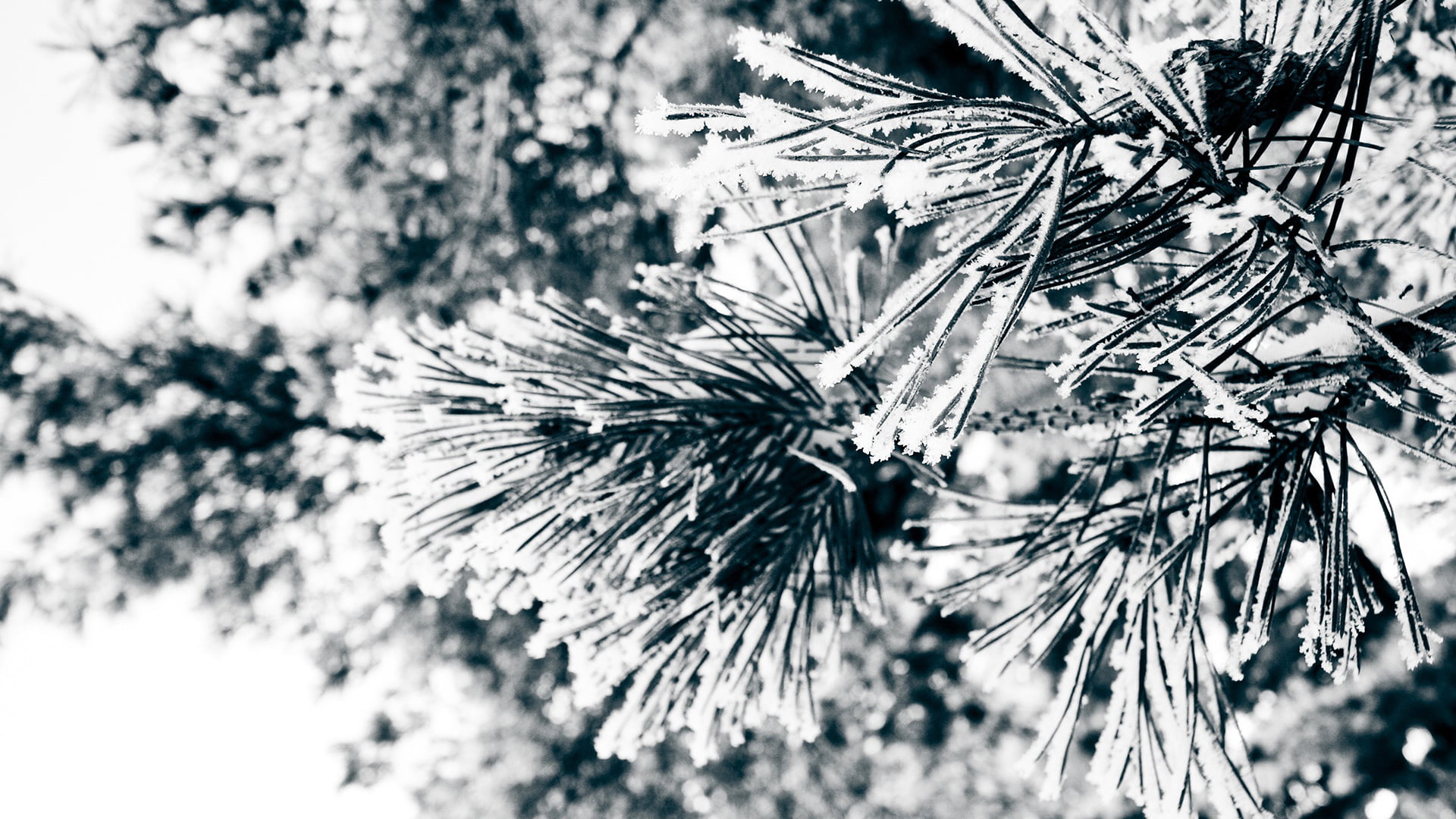 tranquility, freshness, year, invertebrate, fir, low angle view, day, lionfish, flower, coniferous tree, festival, growth, needle - plant part, scorpaenoid, HD Wallpaper