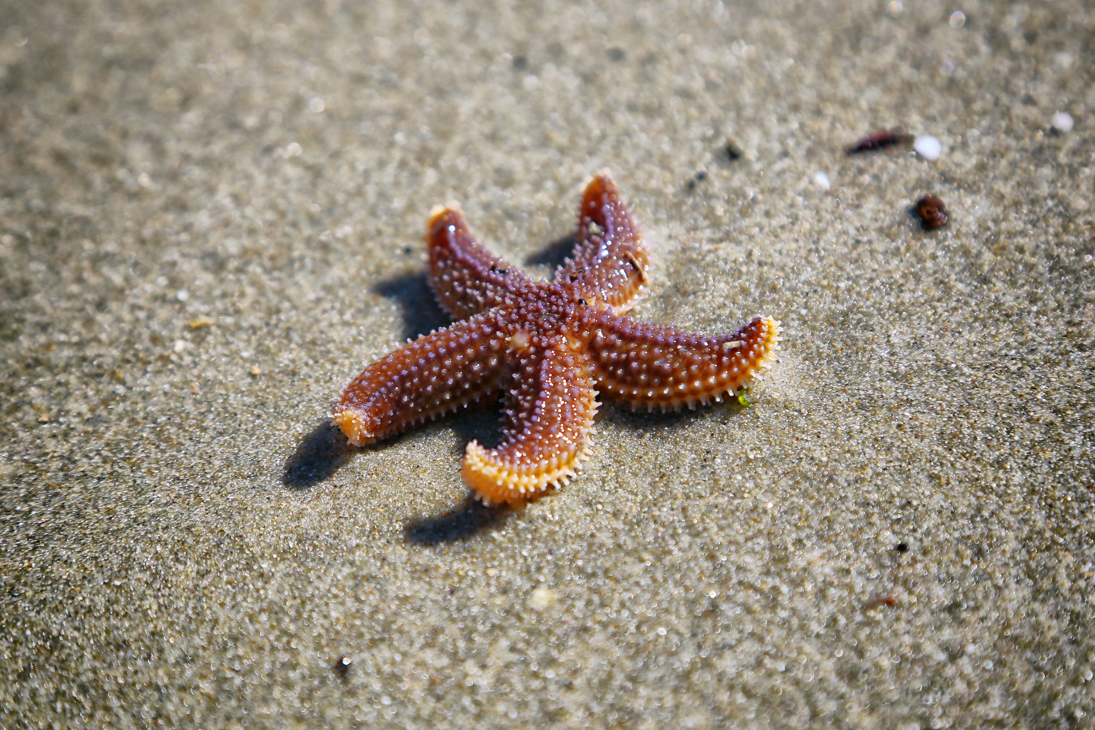 selective focus, focus, crab, animals in the wild, brown, close, 4K, animal themes, land, sand, photo, echinoderm, animal wildlife, blur, nature, day, HD Wallpaper