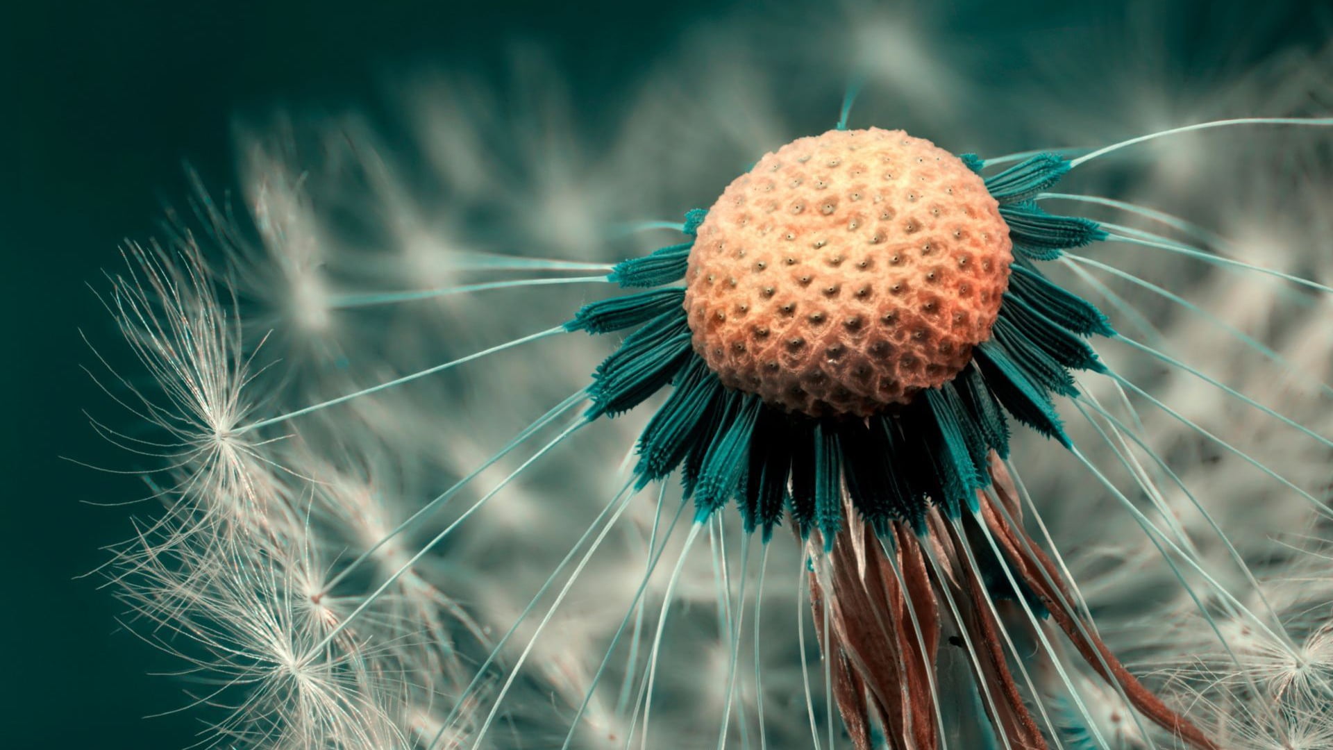 no people, softness, outdoors, fragility, macro, year, event, holiday, vulnerability, nature, 1080P, echinoderm, flower, sea urchin, pollen, close-up, HD Wallpaper