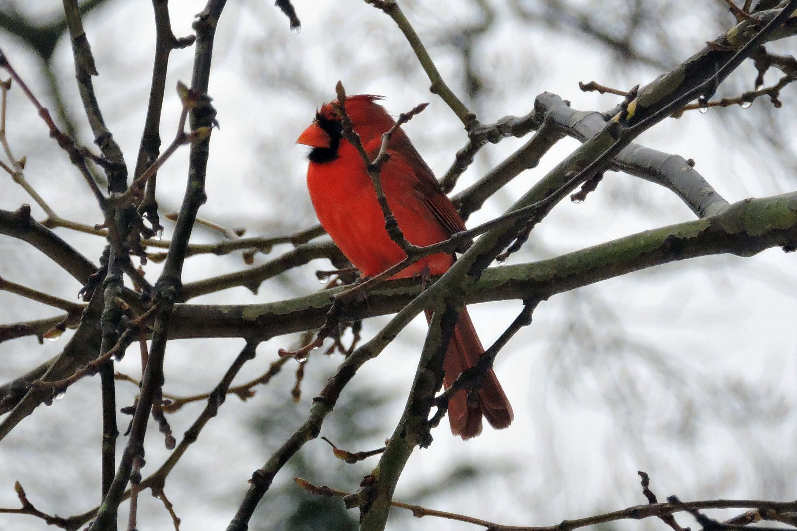 day, focus on foreground, 2K, winter, vertebrate, arlington, cold temperature, cardinal - bird, red, virginia, tree, animal wildlife, bird, animal themes, HD Wallpaper