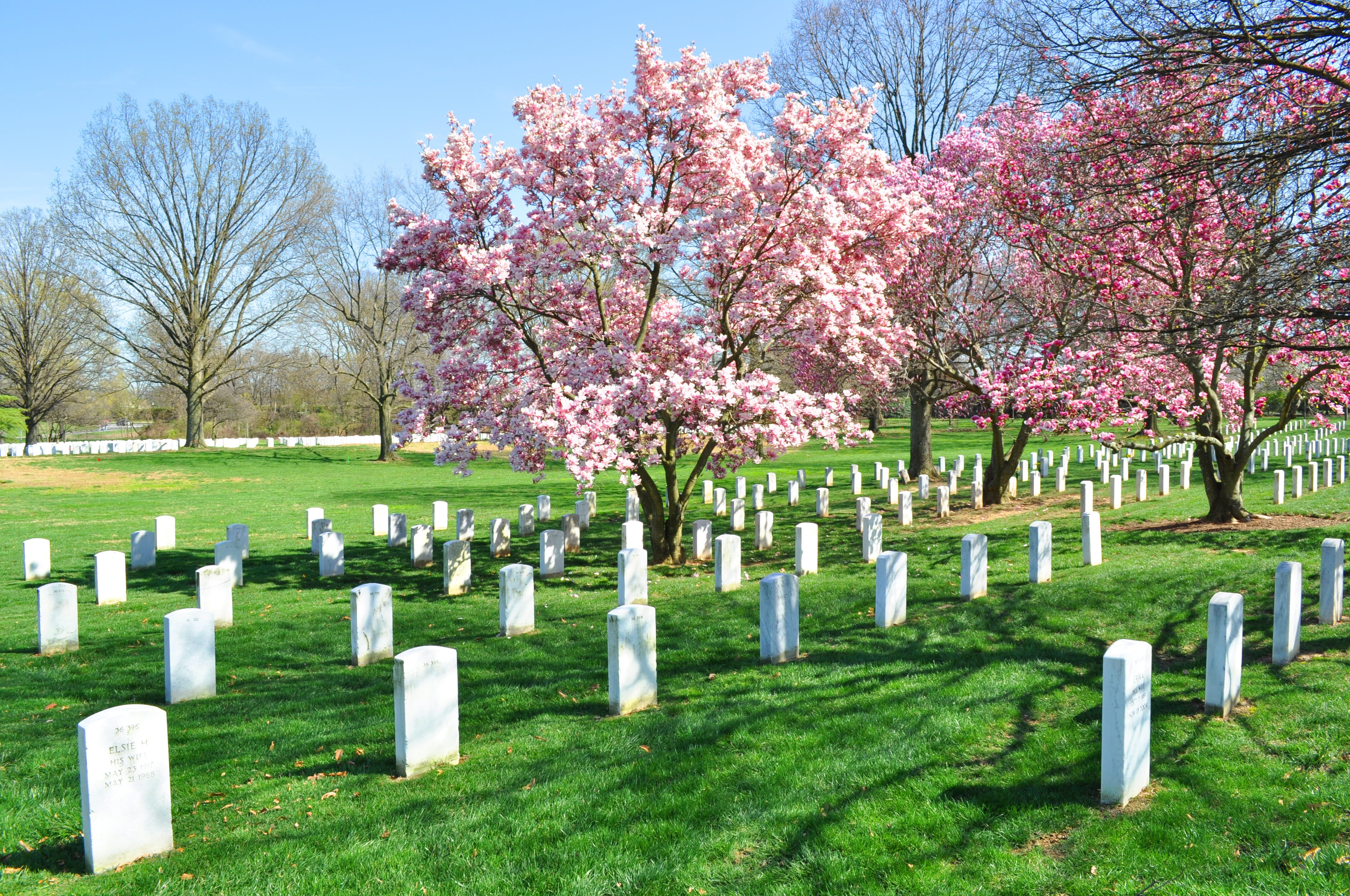 4K, outdoors, nature, tree, cherry blossom, springtime, in a row, no people, stone, grave, green color, plant, cemetery, memorial, day, flowering plant, HD Wallpaper