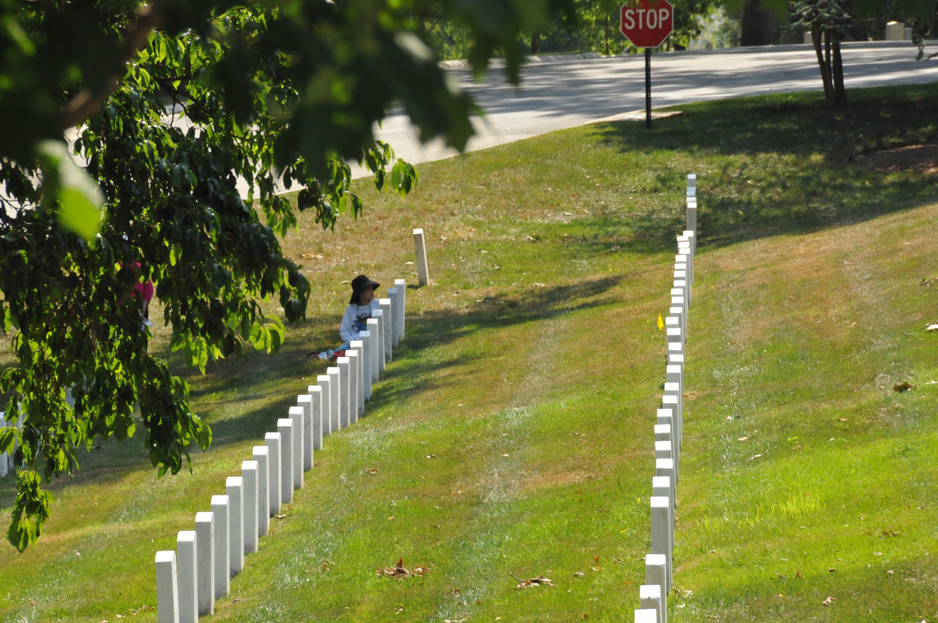 footpath, resting place, graves, 2K, soldier, road, growth, the way forward, green color, memorial, day, in a row, grass, no people, washington dc, plant, HD Wallpaper