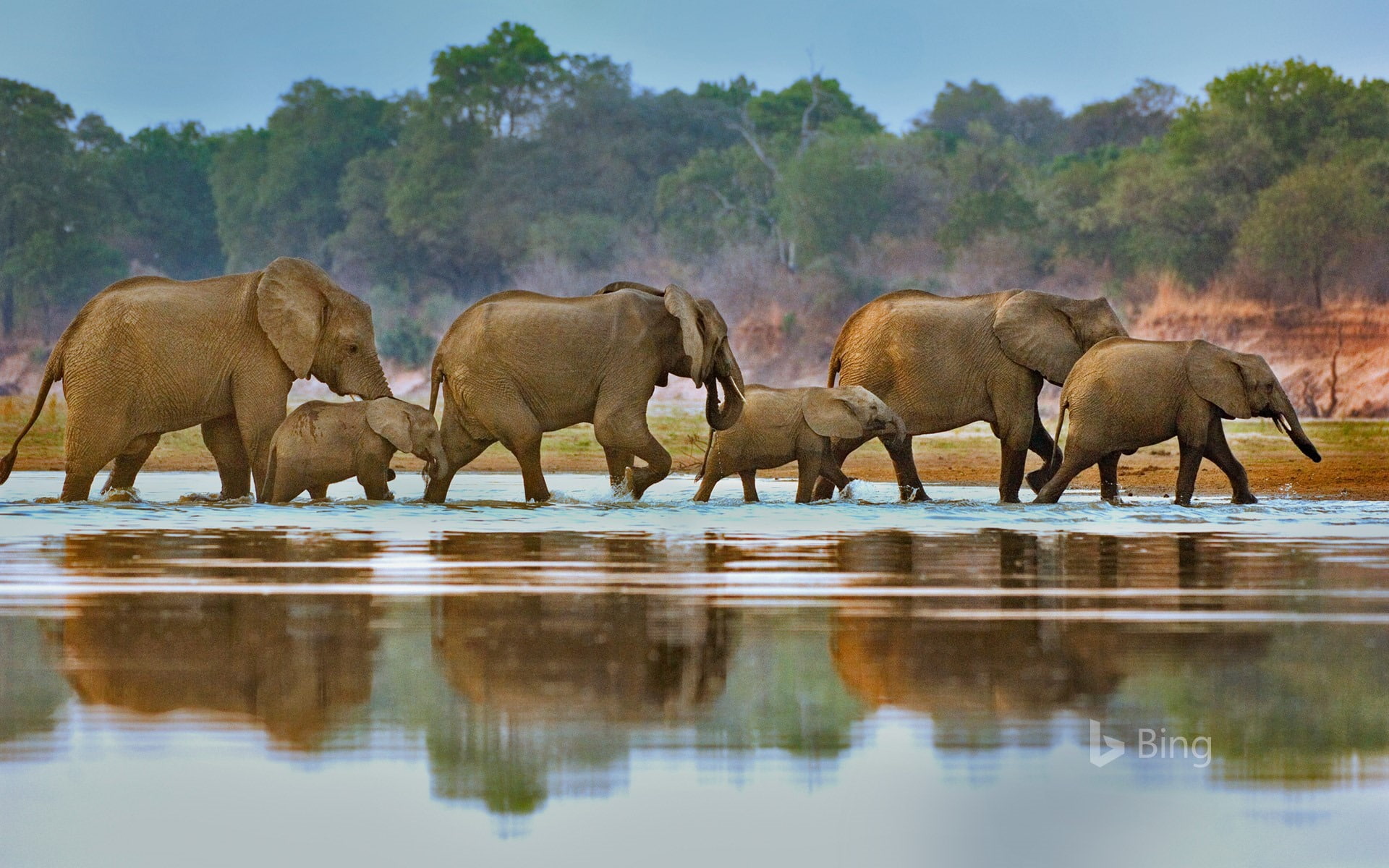 lake, bing, animal wildlife, animal themes, outdoors, nature, african elephant, animals in the wild, water, safari, vertebrate, group of animals, animal, HD Wallpaper