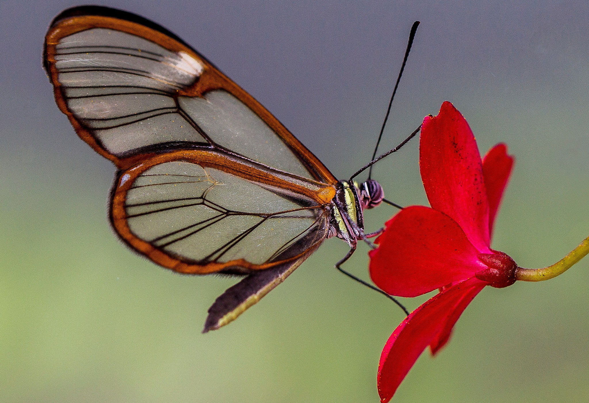 petals, moth, 1080P, Greta OTO, glass butterfly, nature, flower, HD Wallpaper