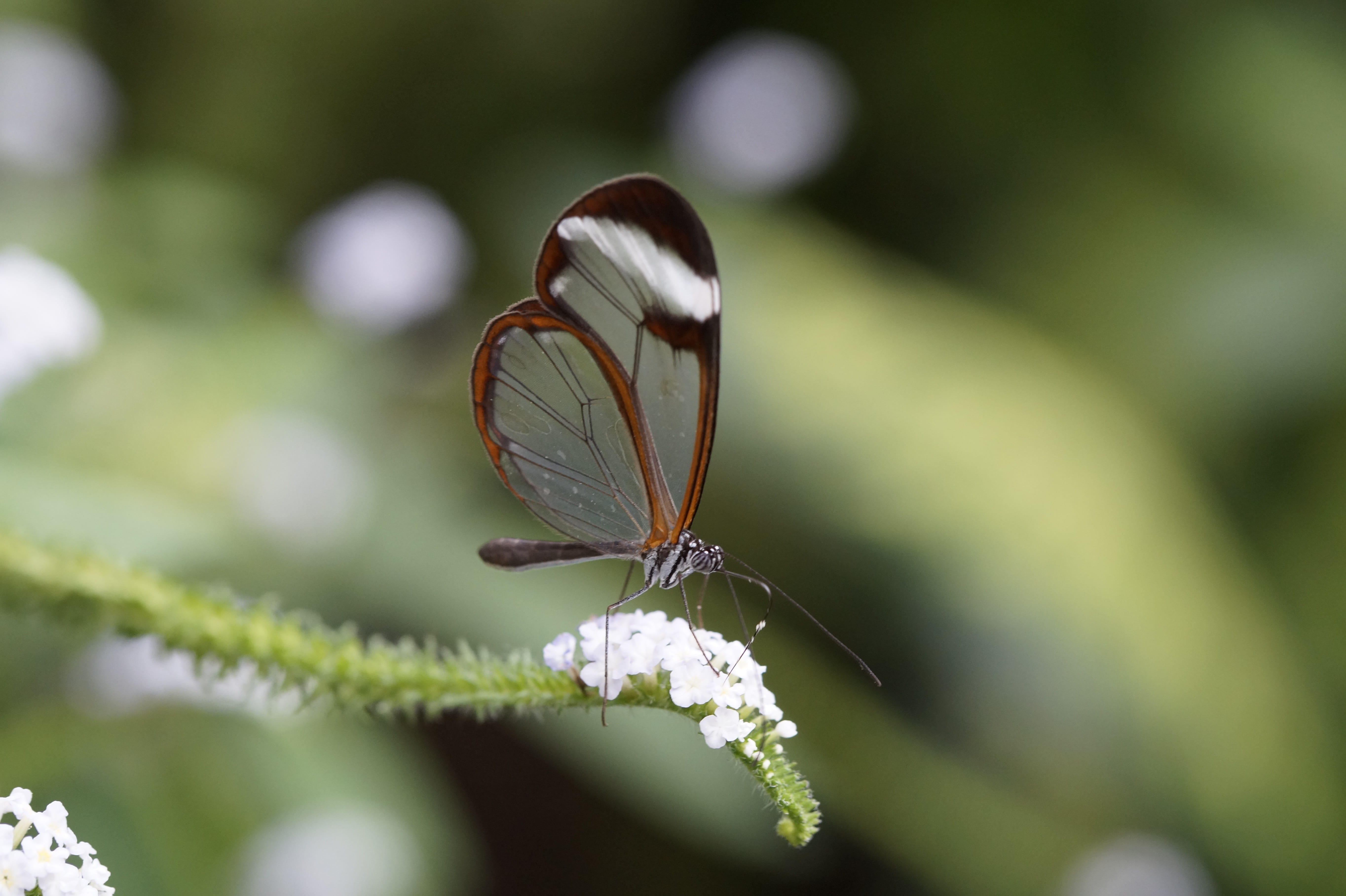 focus on foreground, no people, beauty in nature, flowering plant, tropical, invertebrate, wing, butterfly house, animal wildlife, flower, outdoors, edelfalter, HD Wallpaper