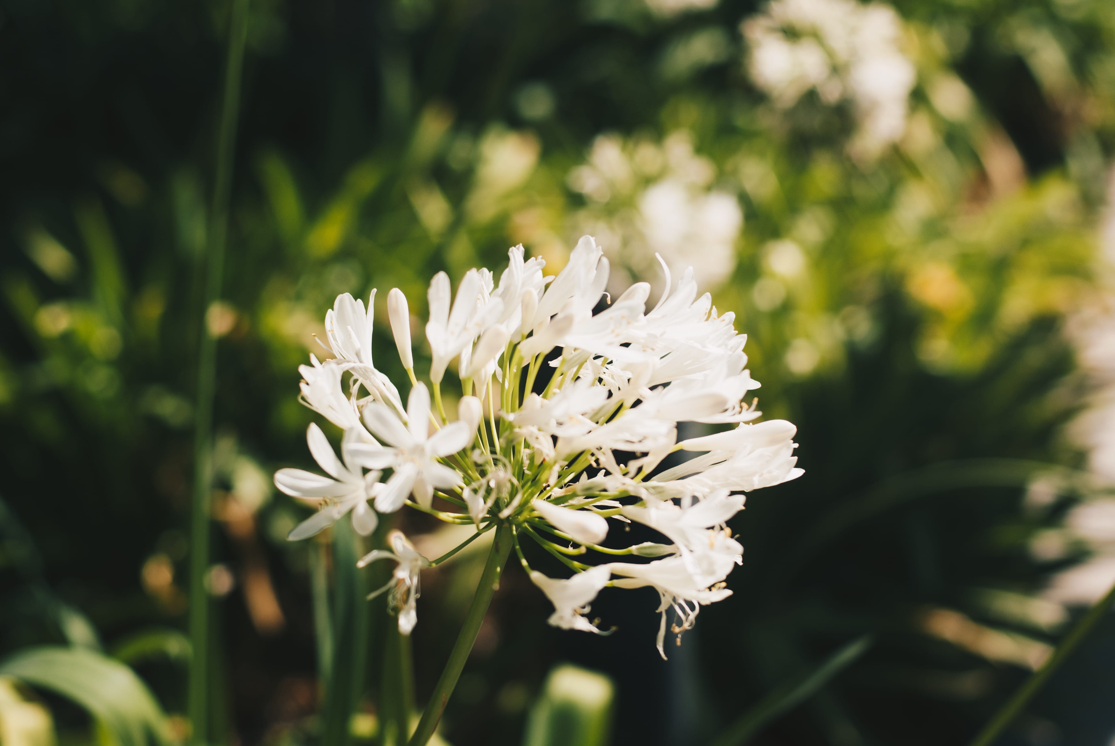 no people, sunlight, day, plant, nature, peace, white, flower head, petal, las condes, air, beauty in nature, close-up, growth, vulnerability, flower, freshness, HD Wallpaper
