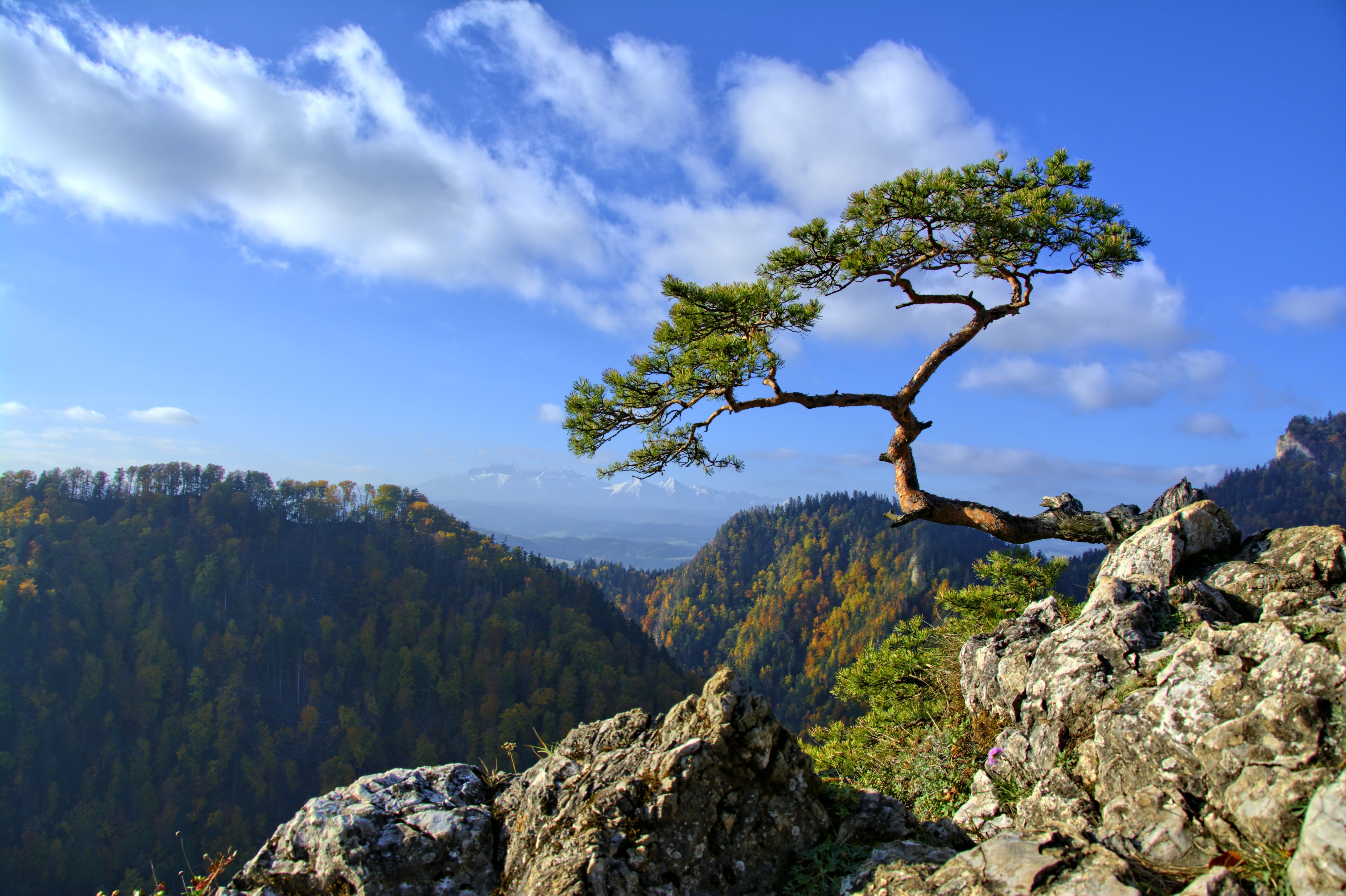 solid, tatry, no people, malopolska, non-urban scene, tranquility, pieniny, mountain, outdoors, mountain peak, tree mountain, 5K, mountains, growth, konary, HD Wallpaper