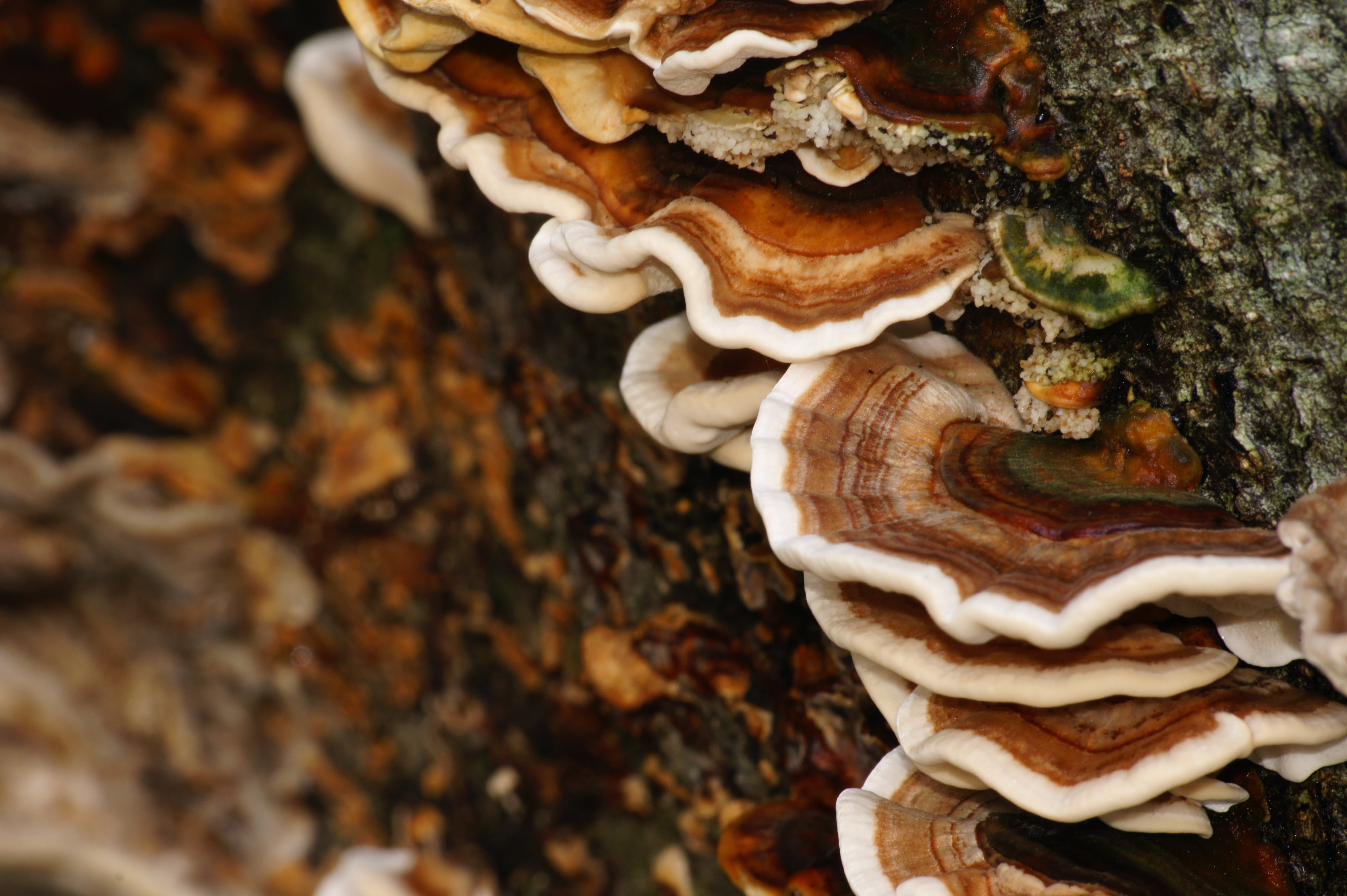 nature, close-up, striations, freshness, day, toadstool, trunk, 4K, pattern, vegetable, focus on foreground, growth, colors, plant, food and drink, edible mushroom, HD Wallpaper