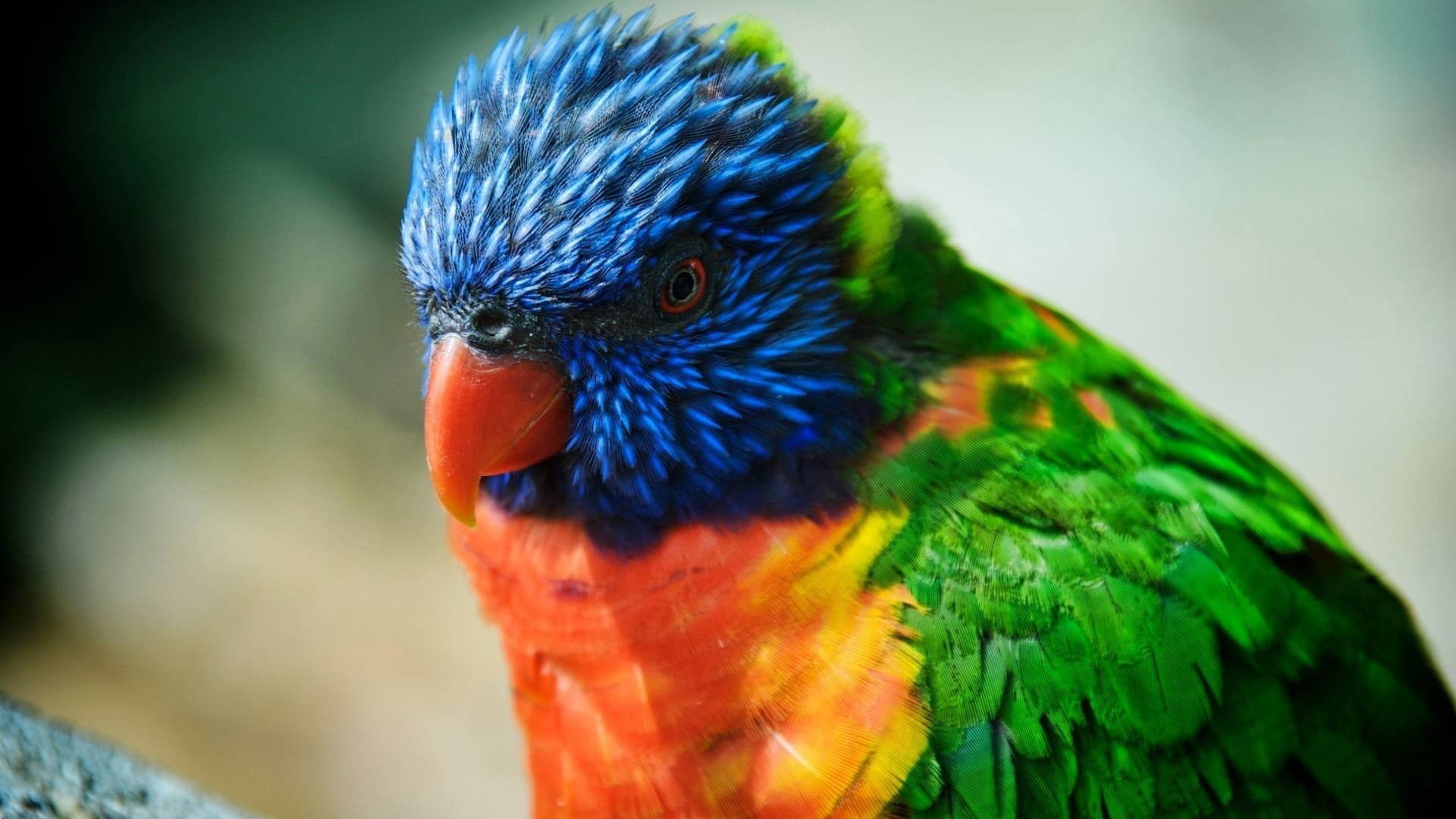 multi colored, toy, vertebrate, day, beak, lorikeet, animal wildlife, animal eye, one animal, rainforest, animal themes, animal, rainbow lorikeet, focus on foreground, HD Wallpaper