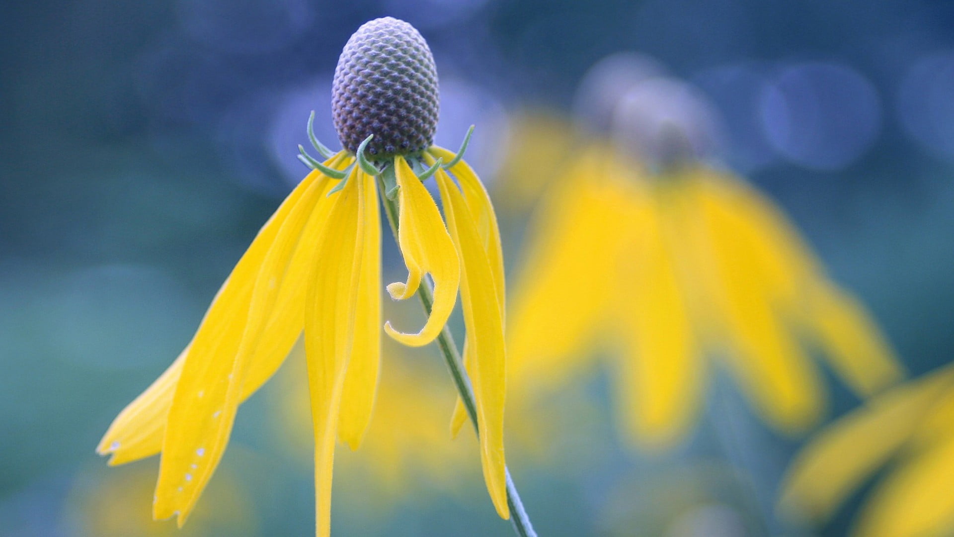 plant, plush, 1080P, beauty in nature, animals in the wild, invertebrate, yellow, no people, animal themes, yellow flowers, animal wildlife, vulnerability, HD Wallpaper