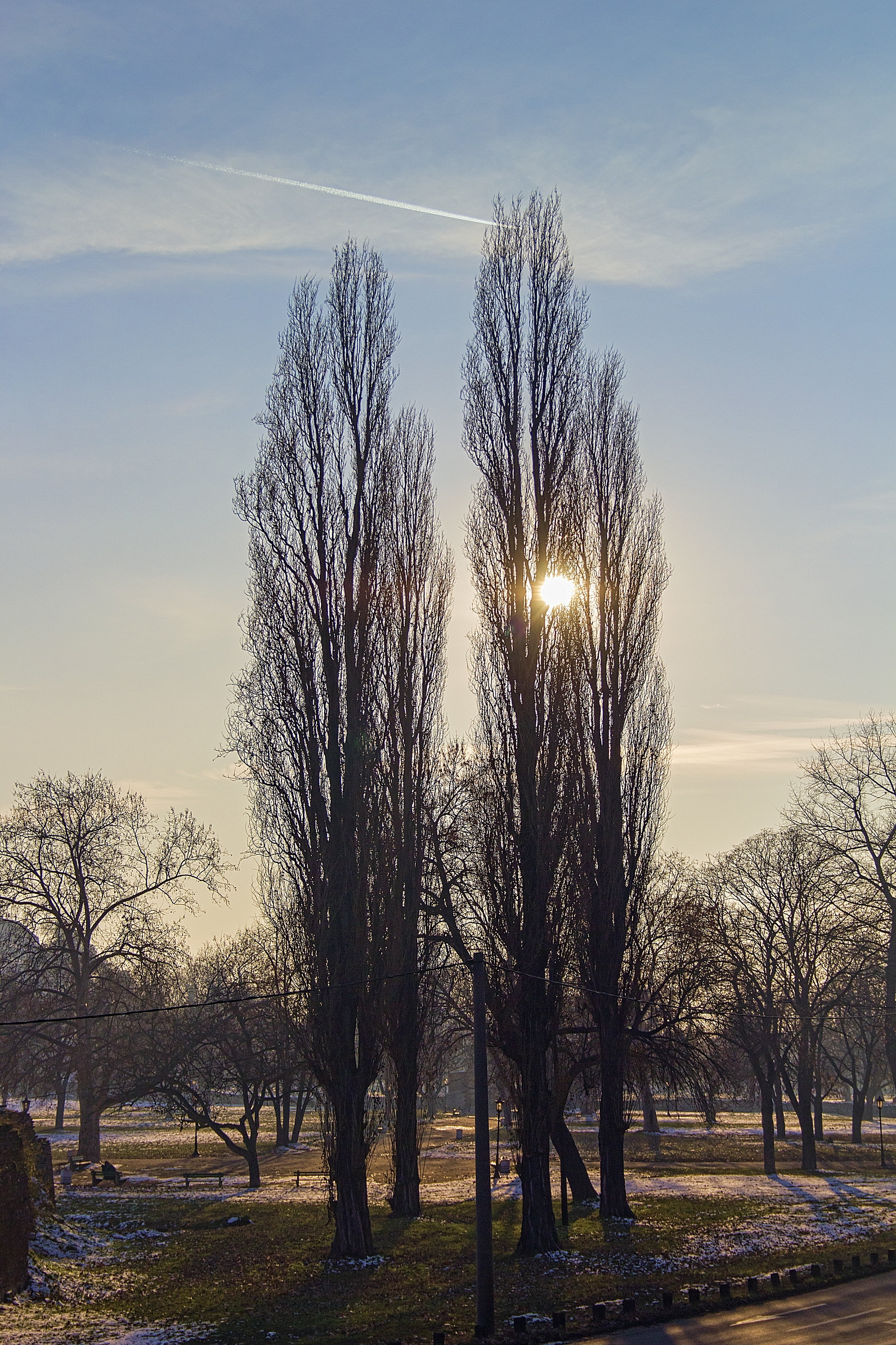 twins, golden, walk, outdoors, non-urban scene, tranquil scene, conservation, environment, country, fresh, walking, preservation, sun, field, daytime, 4K, Phone HD Wallpaper