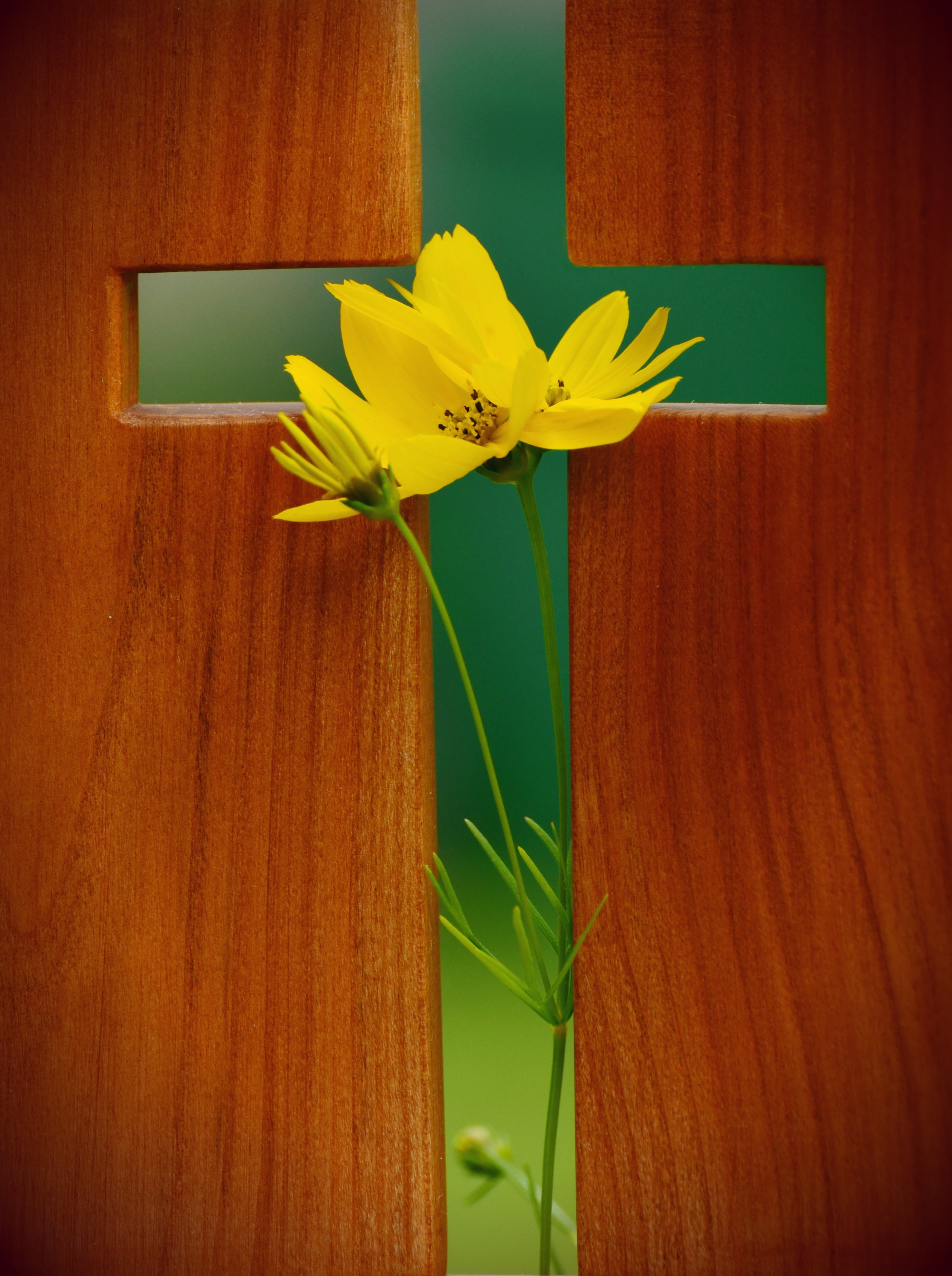 jesus christ, flowering plant, petal, cross, resurrection, christ, christianity, wooden cross, flower arrangement, 4K, green color, god, fragility, beauty in nature, Phone HD Wallpaper