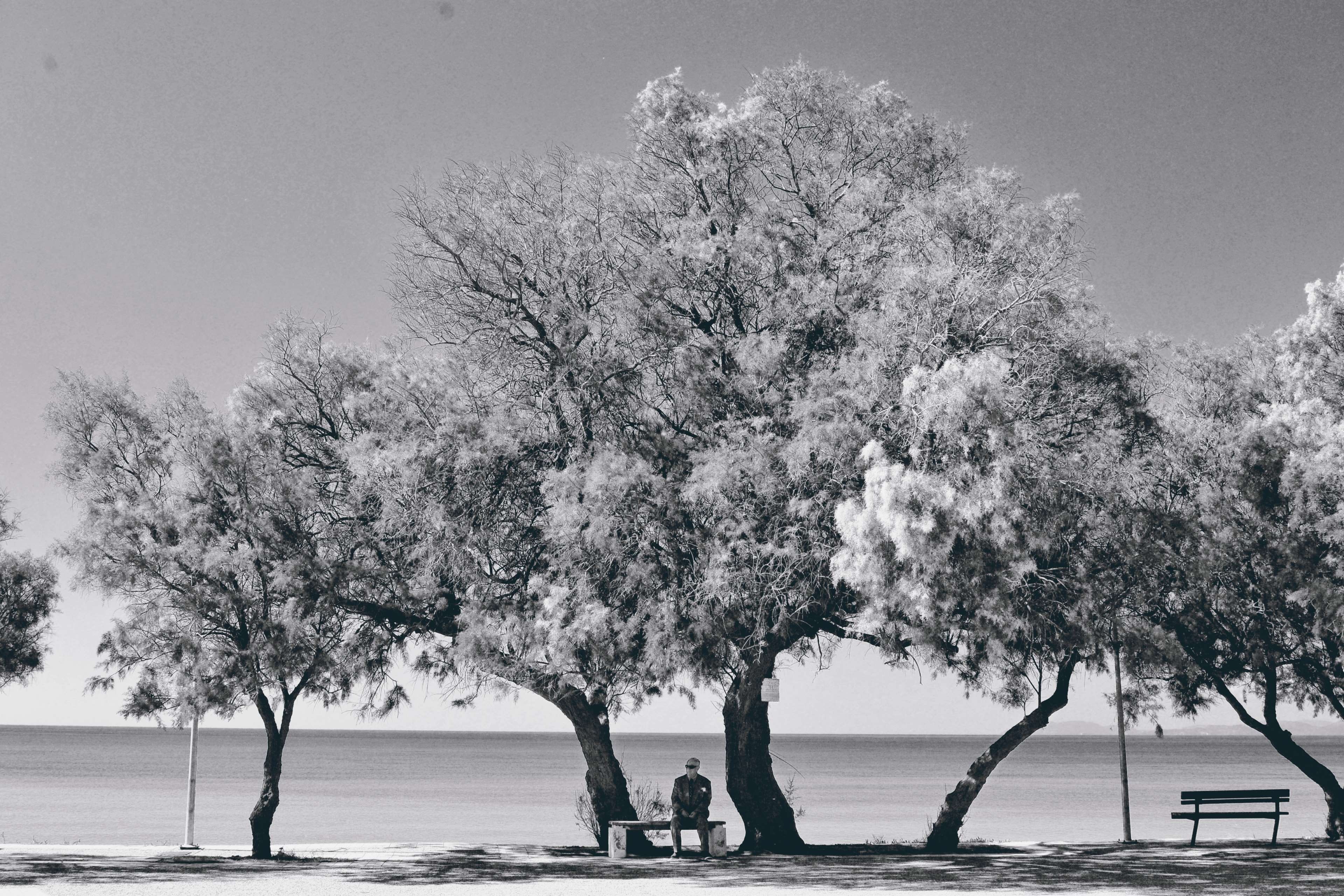 peace, leisure activity, landscape, adult, day, men, portrait, aegean, growth, women, coast, old man on the bench, greece, scene, tree, black and white lasndscape, HD Wallpaper