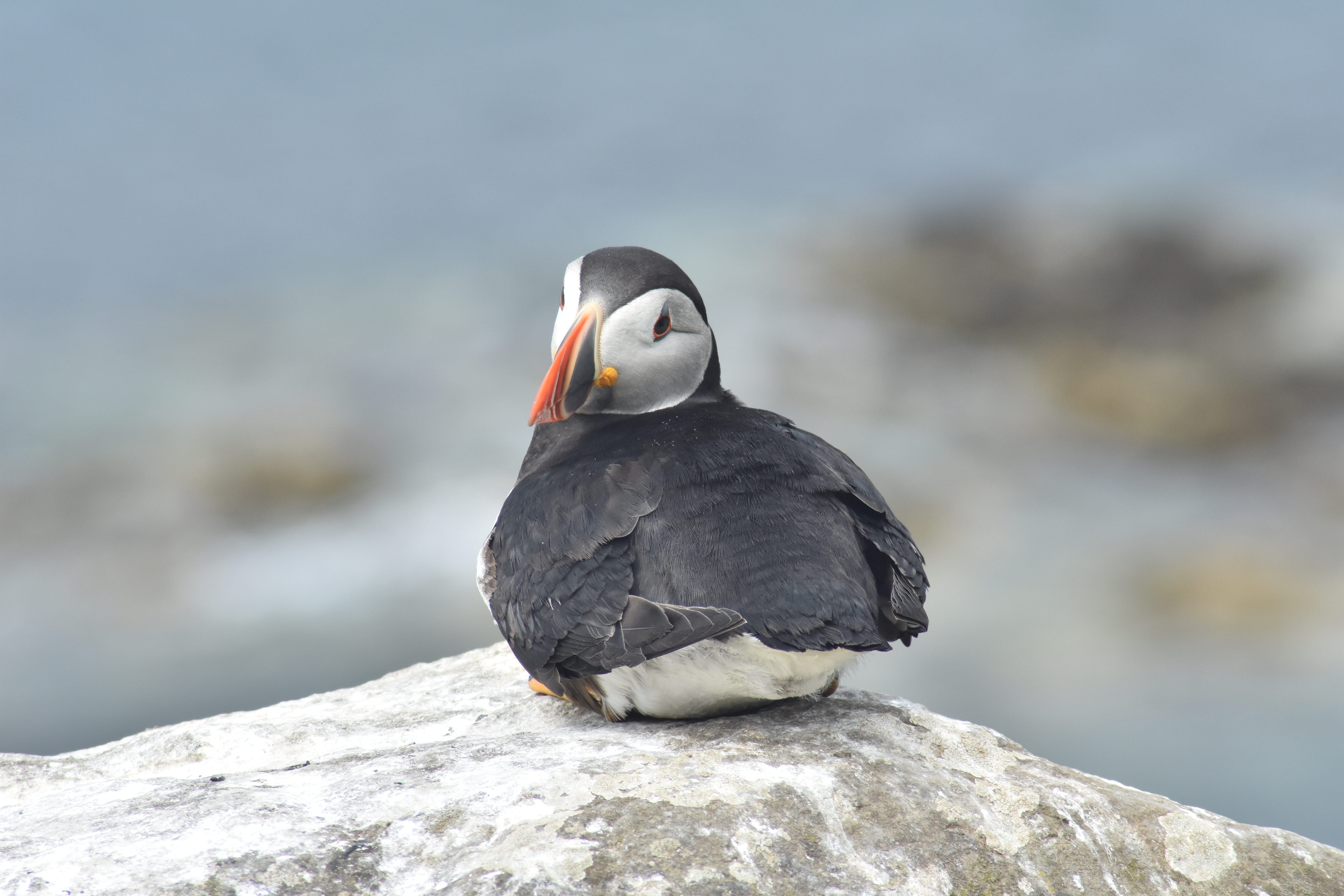 black color, animals in the wild, nature, 5K, one animal, perching, focus on foreground, staffa, animal wildlife, bird, sunlight, close-up, rock, solid, HD Wallpaper