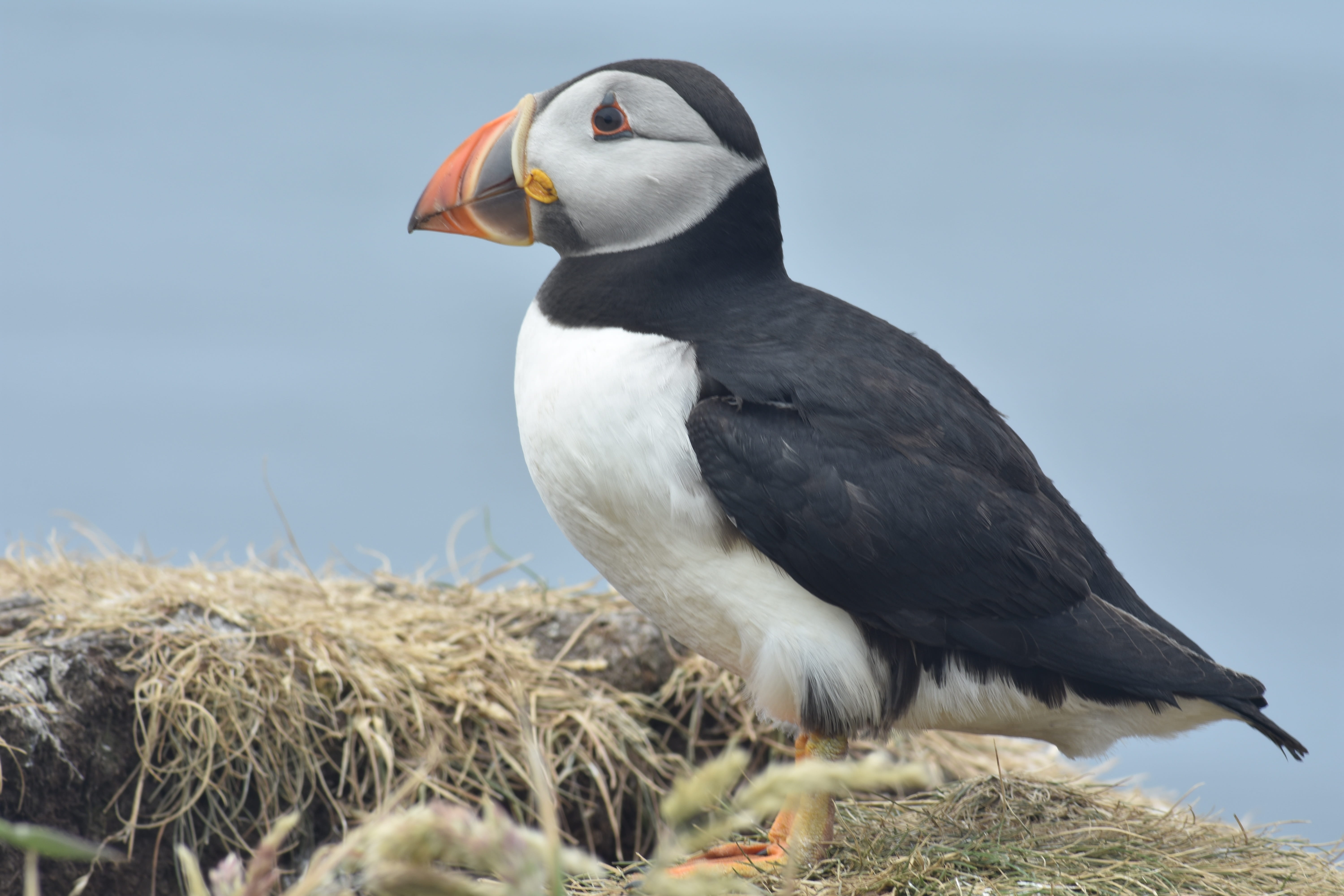 sky, day, puffin, vertebrate, outdoors, side view, plant, one animal, nature, profile view, close-up, staffa, animal body part, black color, 5K, bird, HD Wallpaper