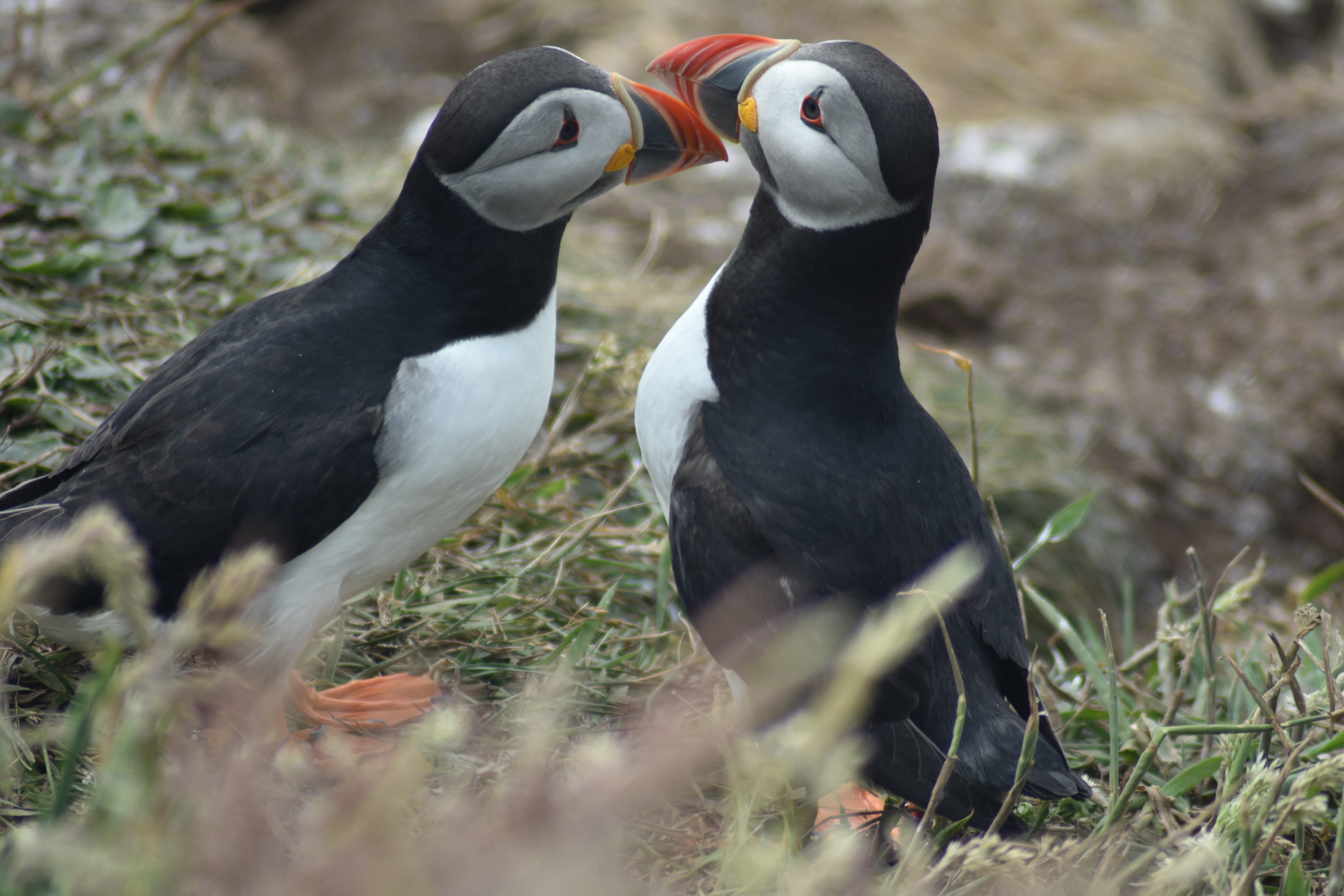 togetherness, animal themes, puffin, field, selective focus, plant, animals in the wild, beak, vertebrate, outdoors, bird, close-up, animal wildlife, animal family, HD Wallpaper