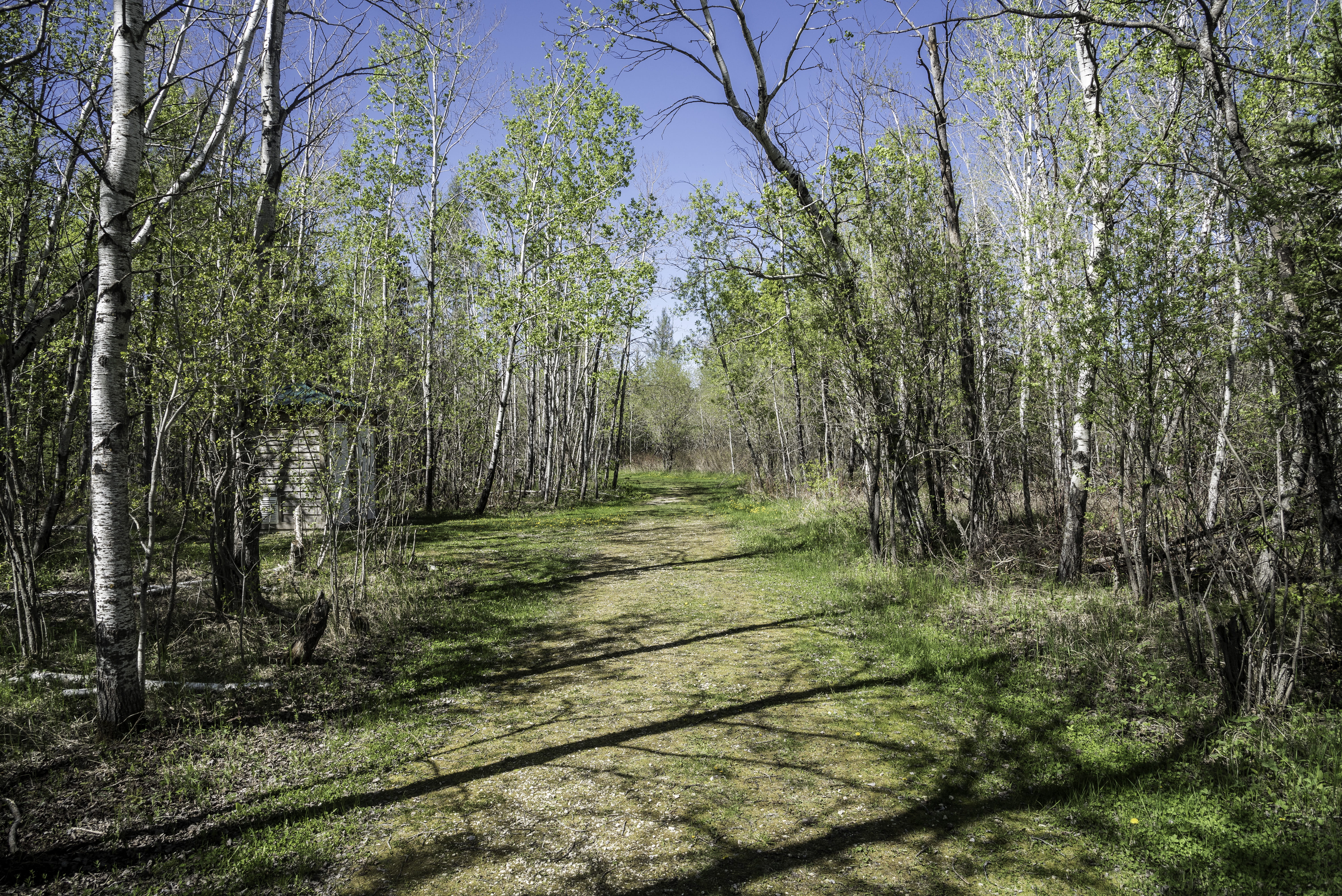 sunlight, beauty in nature, season, park, outdoors, tranquil scene, direction, plant, Provincial Park, leaf, Moose, Hiking Trail, branch, diminishing perspective, HD Wallpaper