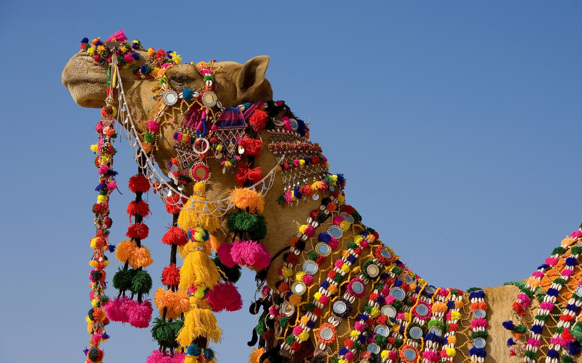 camel, 1080P, brown, decorated, HD Wallpaper