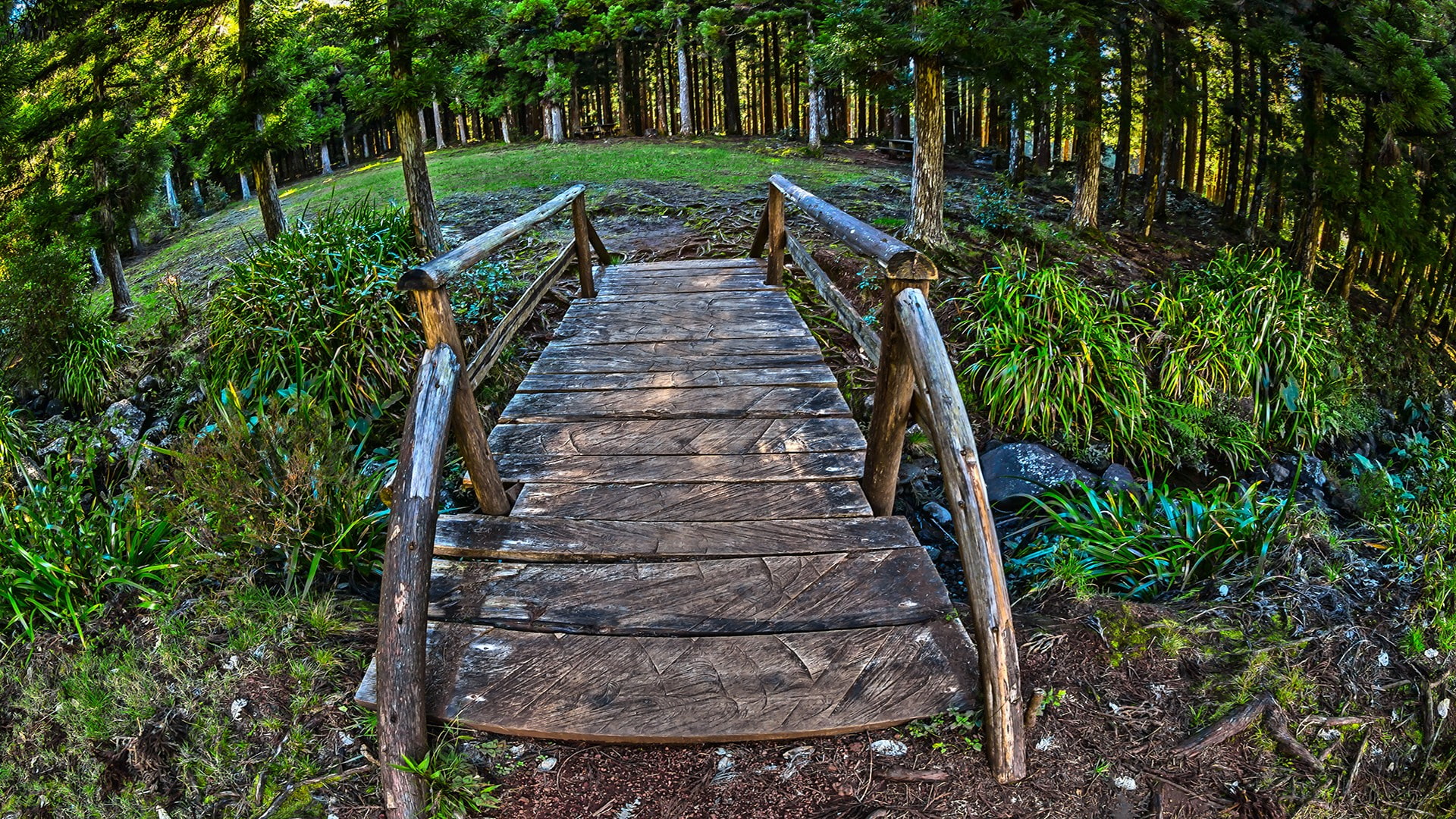direction, HDR, landscape, outdoors, grass, no people, beauty in nature, day, wood, plant, tree, forest, bridge, green color, footpath, long, architecture, HD Wallpaper