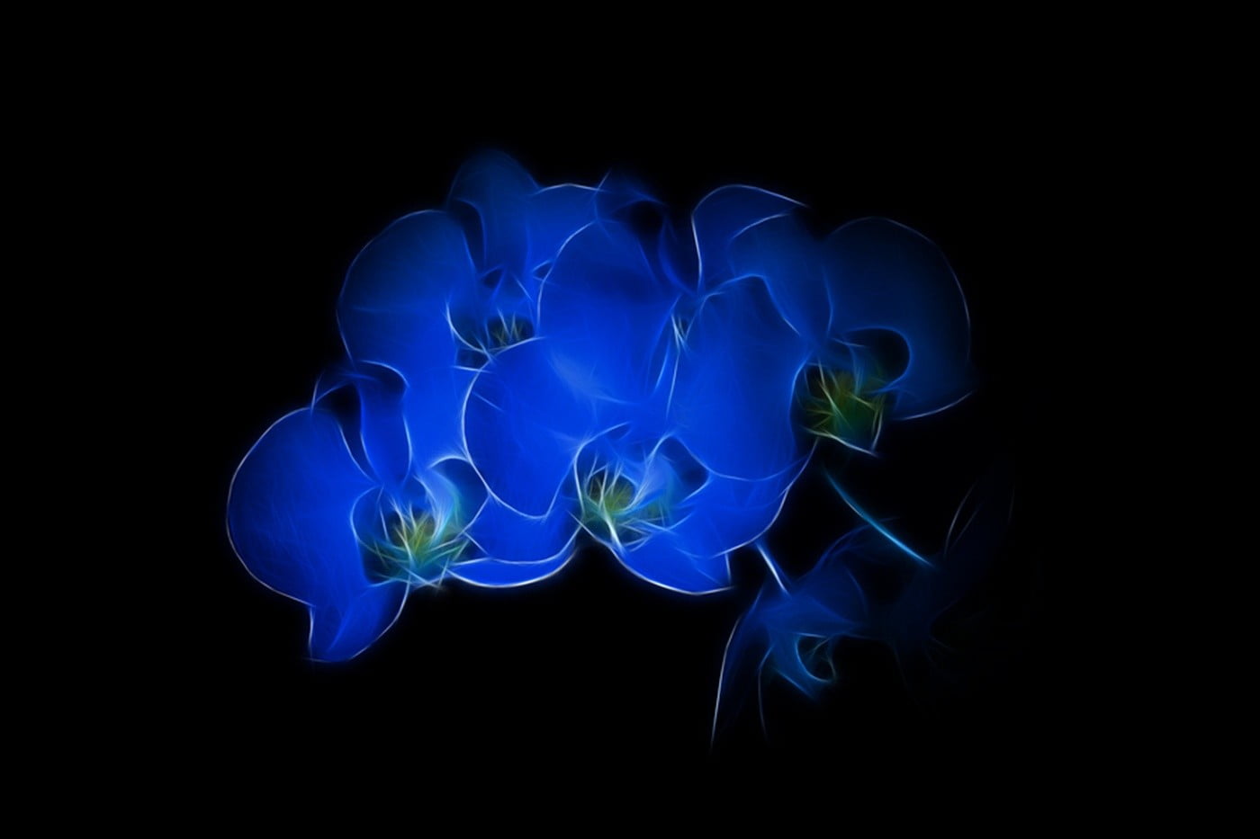 invertebrate, no people, pattern, black background, glowing, water, close-up, blue, night, smoke - physical structure, blue flowers, 720P, design, flowers, HD Wallpaper