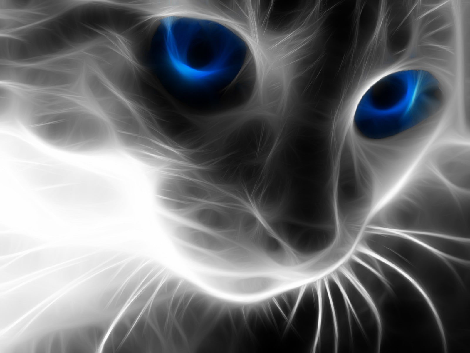 720P, animals, blue eyes, Fractalius, cat, HD Wallpaper