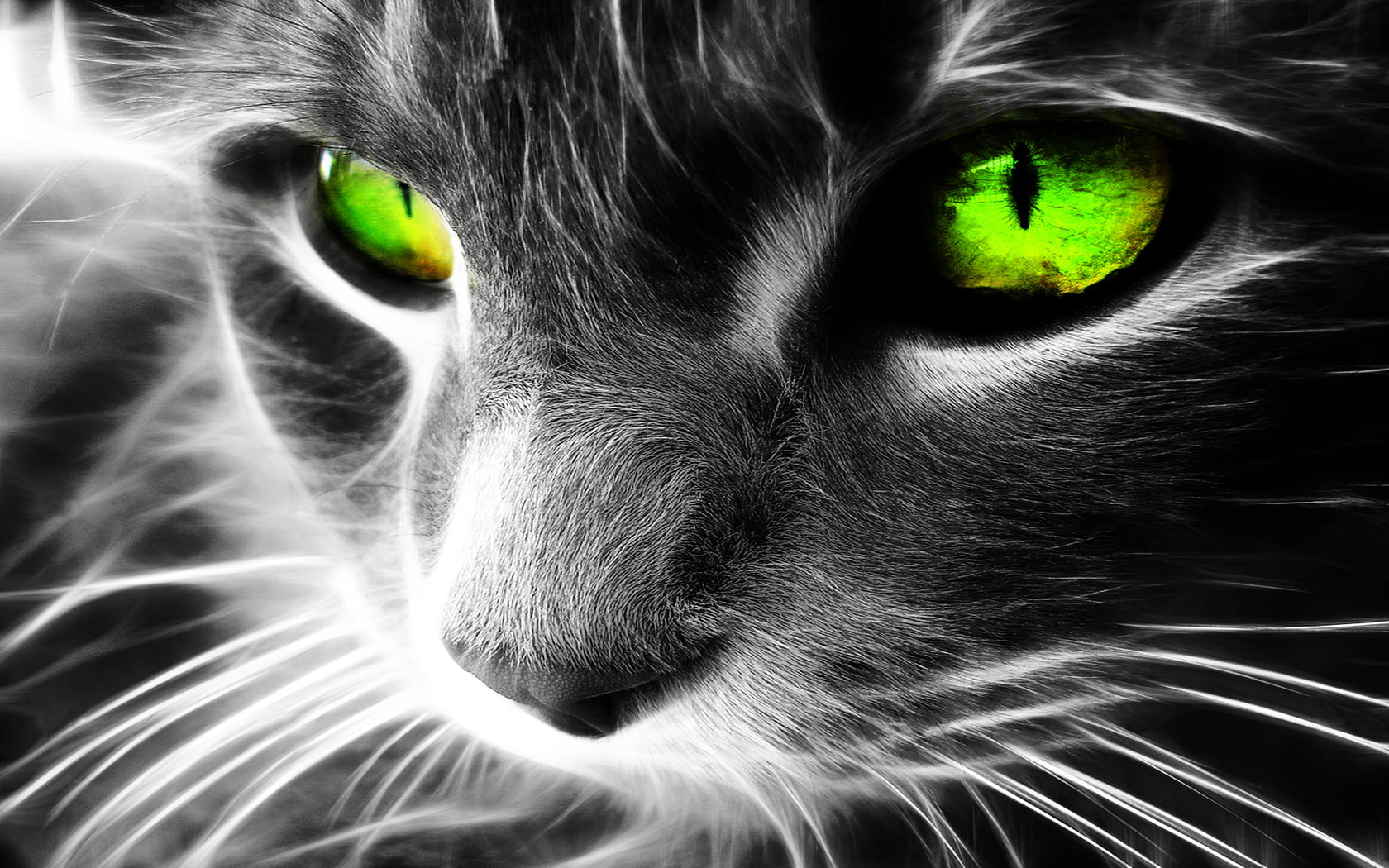 domestic, cat, looking at camera, pets, domestic cat, selective coloring, animals, whisker, animal eye, digital art, feline, animal, digital composite, HD Wallpaper