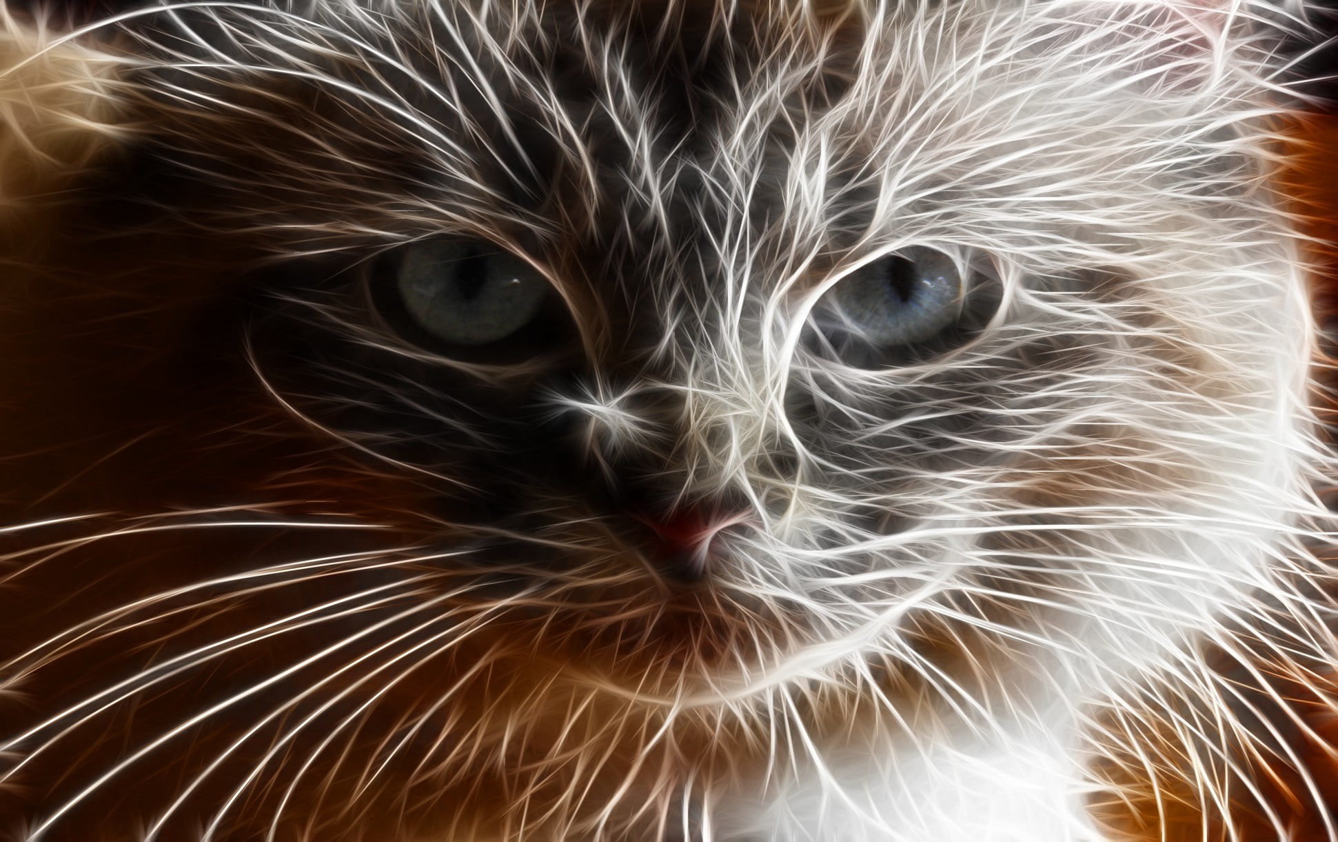 animal themes, feline, animal body part, animal eye, mammal, animal hair, domestic, close-up, whisker, vertebrate, domestic animals, portrait, cat, no people, HD Wallpaper