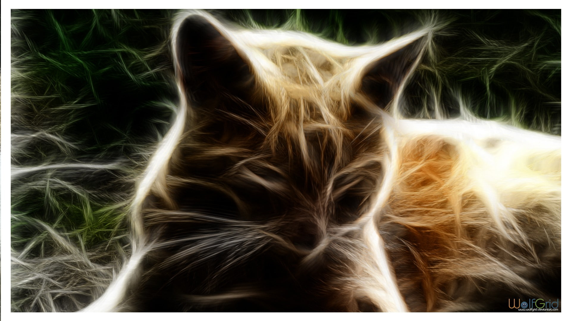 full frame, indoors, 1080P, heat - temperature, pattern, nature, close-up, auto post production filter, abstract, motion, cat, burning, environment, hair, HD Wallpaper