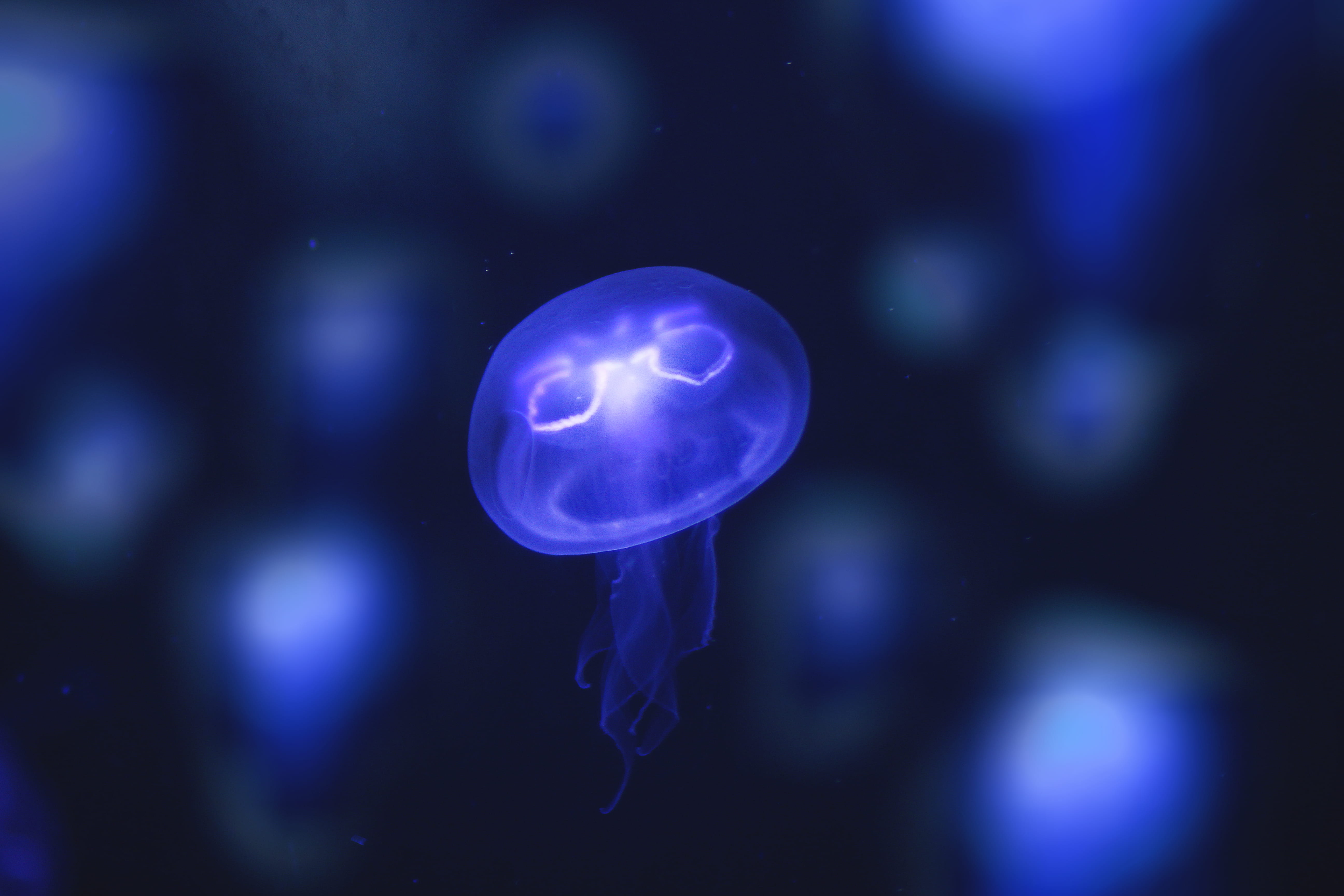 animals in captivity, sea, 5K, macro, animal wildlife, sea life, purple, outdoors, marine, water, tank, jellyfish, beauty in nature, animals in the wild, HD Wallpaper