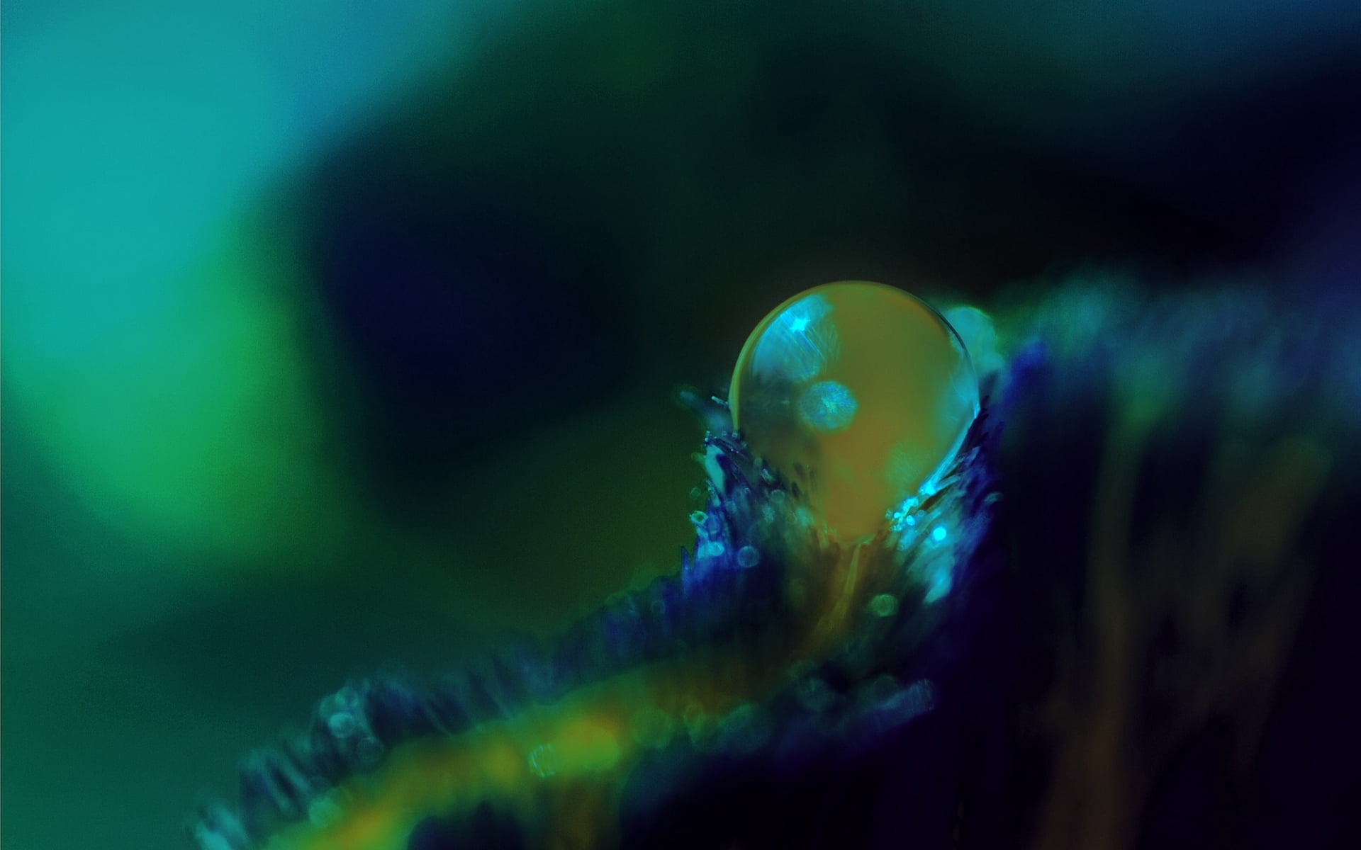 circle, close-up, invertebrate, shadow, nature, defocused, bubble, underwater, green Color, water, glowing, shiny, animal themes, outdoors, 1080P, sea, HD Wallpaper