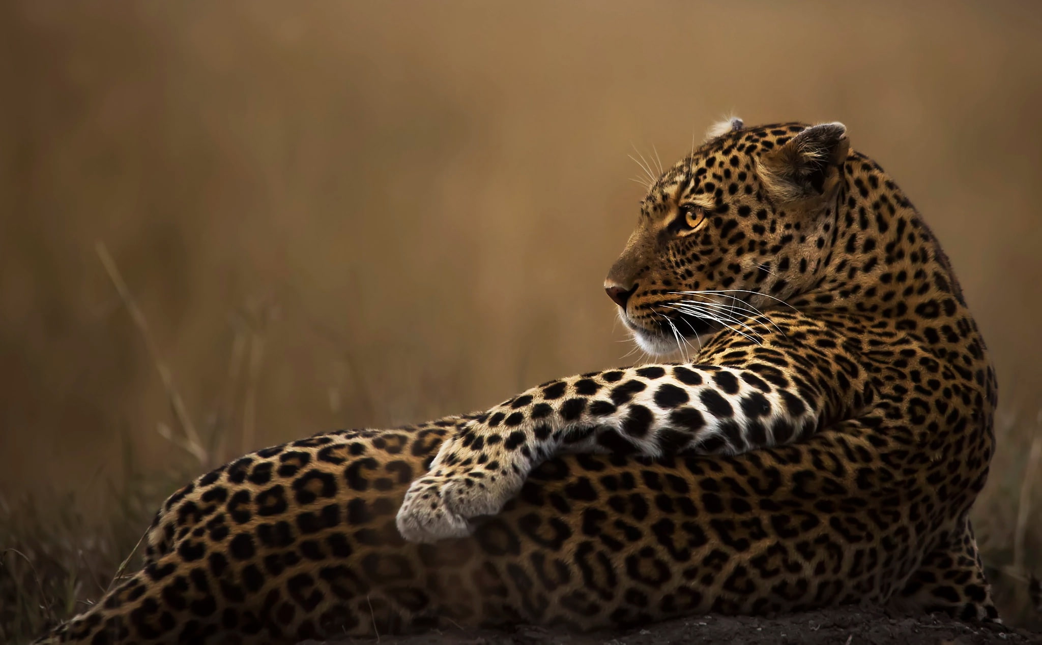 Leopard, cat, x, art, big, 1080P, movies, px, 2048x1269 px, big cats, hd, animals, cats, entertainment, HD Wallpaper