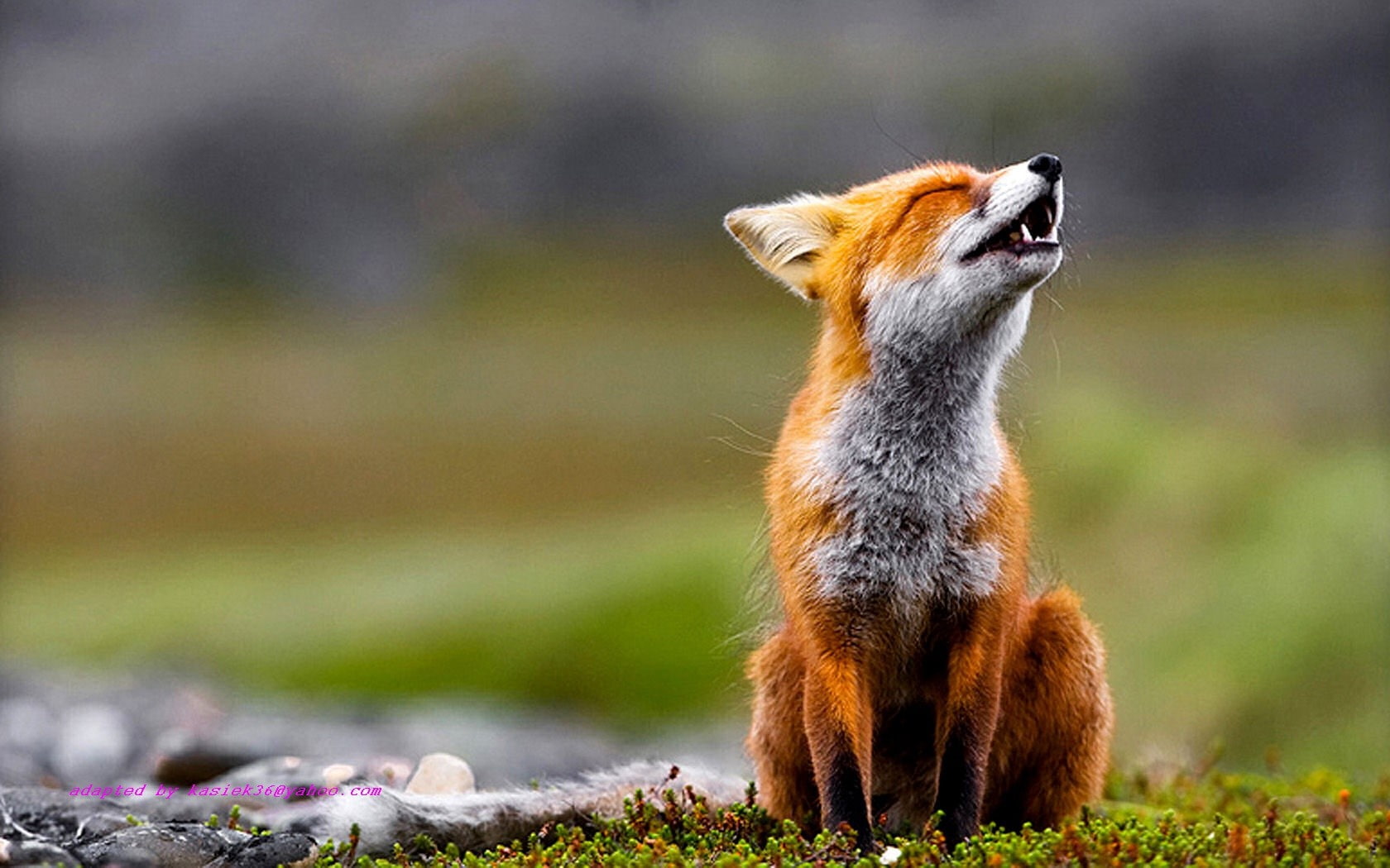 animals, hd, field, art, fields, x, depth, Fox, 720P, nature, HD Wallpaper