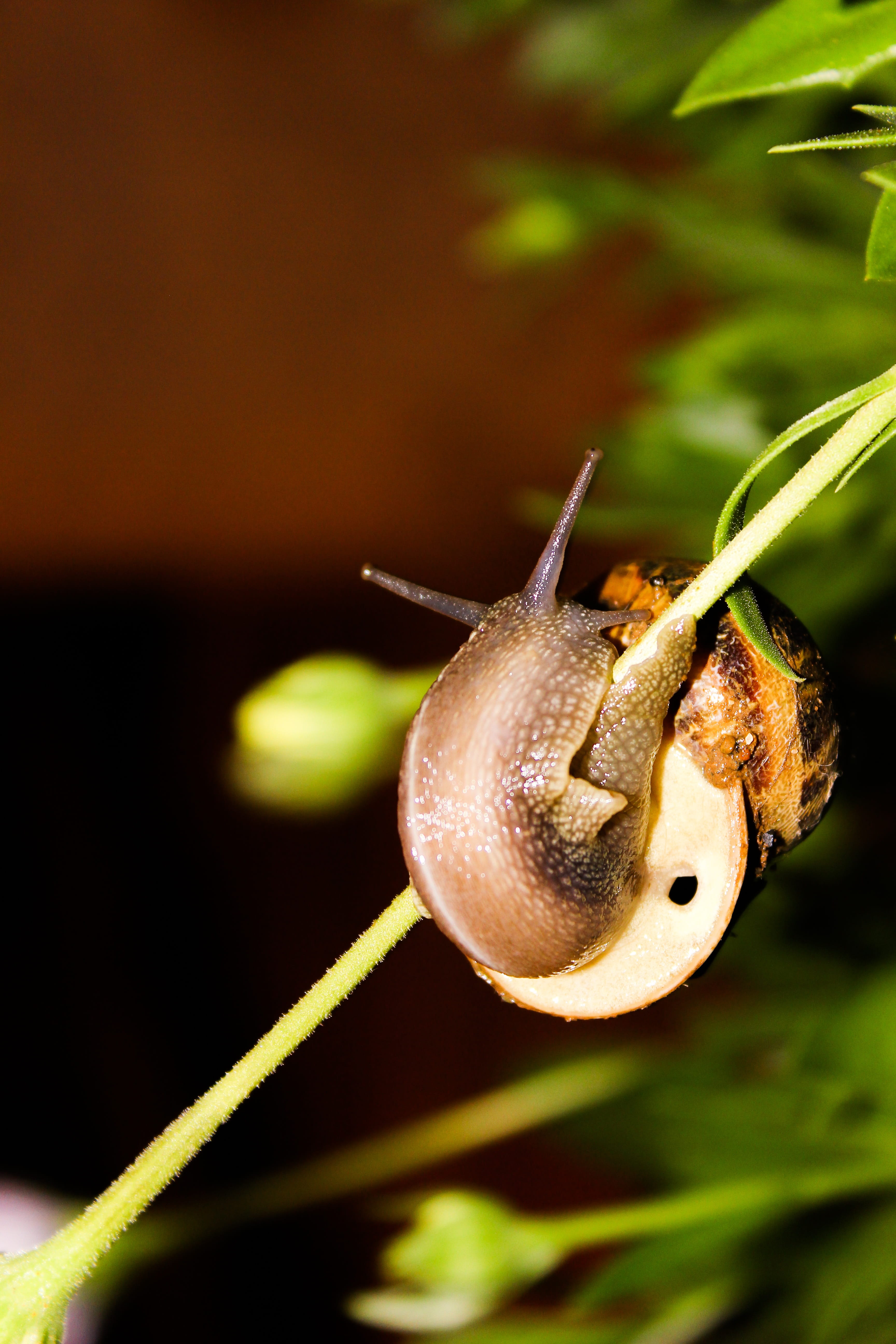 focus on foreground, tilt, animals, animals in the wild, phtography, leaf, 5K, outdoors, snail, lens, wood, trunk, crawling, shell, animal themes, close-up, Phone HD Wallpaper