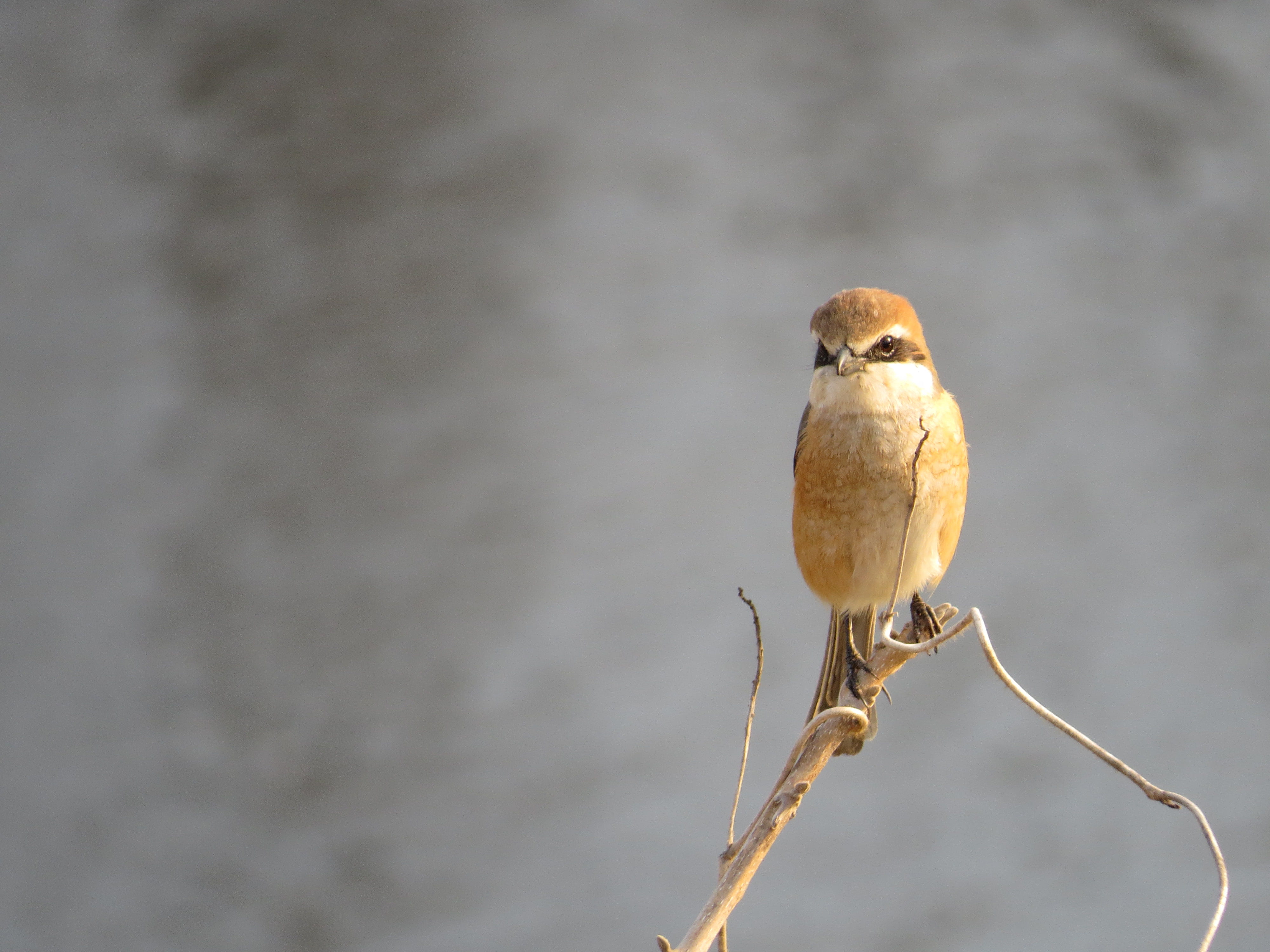 branch, animal, one animal, vertebrate, animals in the wild, close-up, water, perching, looking, copy space, animal themes, nature, songbird, animal wildlife, HD Wallpaper