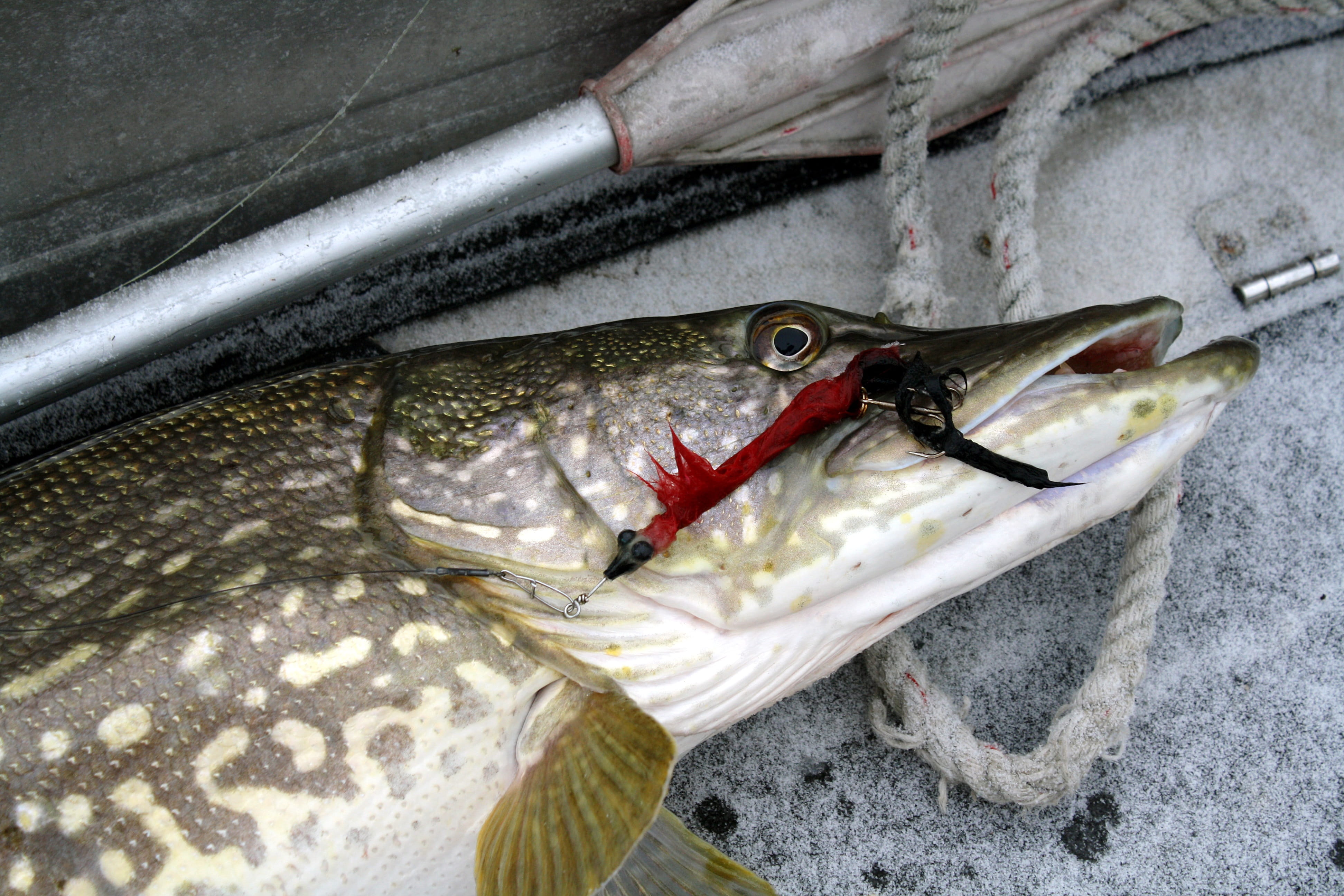 food and drink, fly, marine, high angle view, fish, kemionsaari, for sale, rope, vertebrate, catch, fishing industry, below zero, directly above, finland, HD Wallpaper
