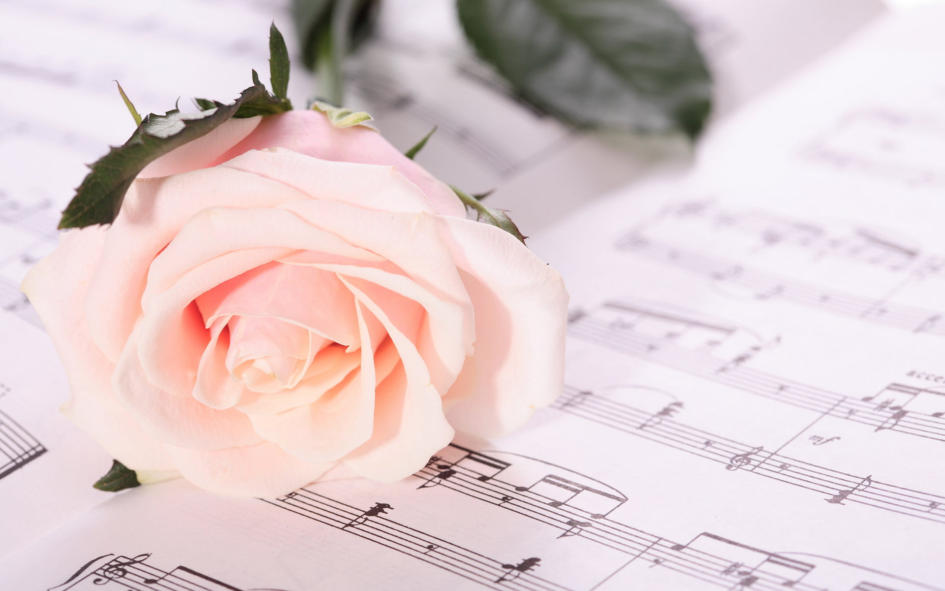 piano, 1080P, symbol, paper, flowering plant, flower head, backgrounds, bunch of flowers, treble Clef, freshness, notes, elegance, beauty in nature, HD Wallpaper