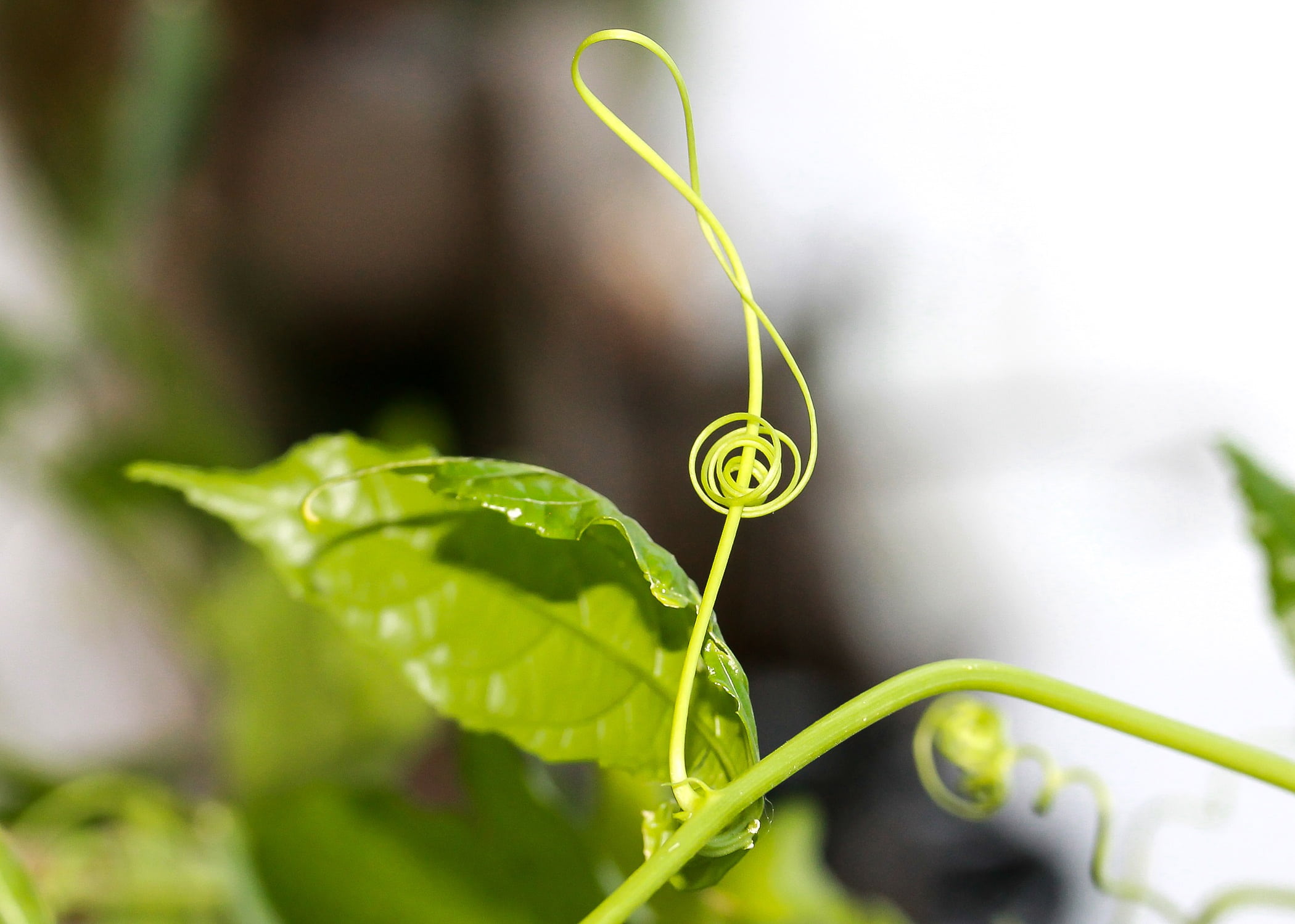 plant part, beauty in nature, selective focus, violin key, outdoors, food and drink, freshness, nature, no people, 1080P, food, agriculture, vegetable, HD Wallpaper