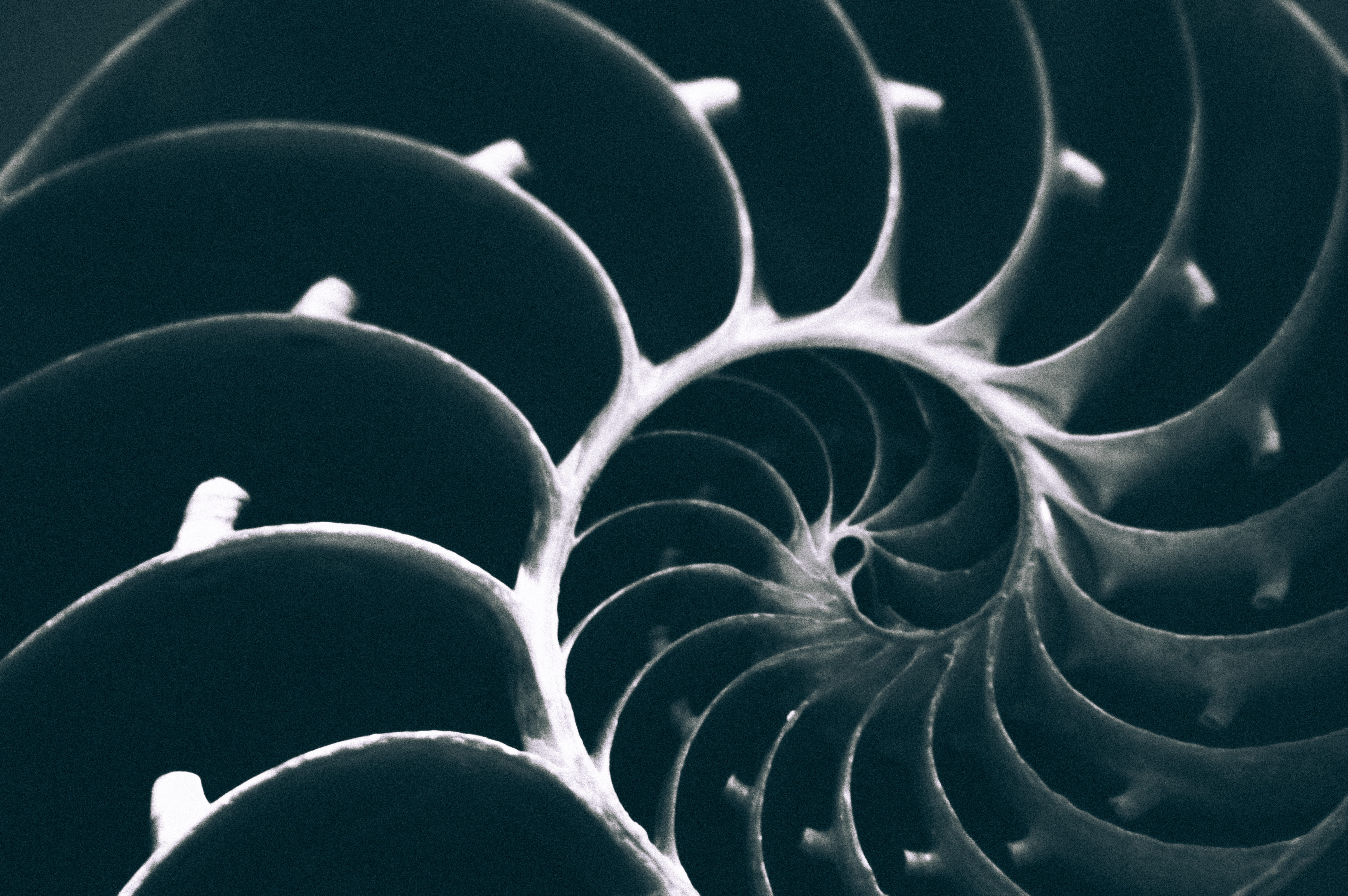 infinit, shape, nautical, full frame, abundance, relax, patern, black background, spiral, black and white, science, 5K, sea, arrangement, life, backgrounds, HD Wallpaper