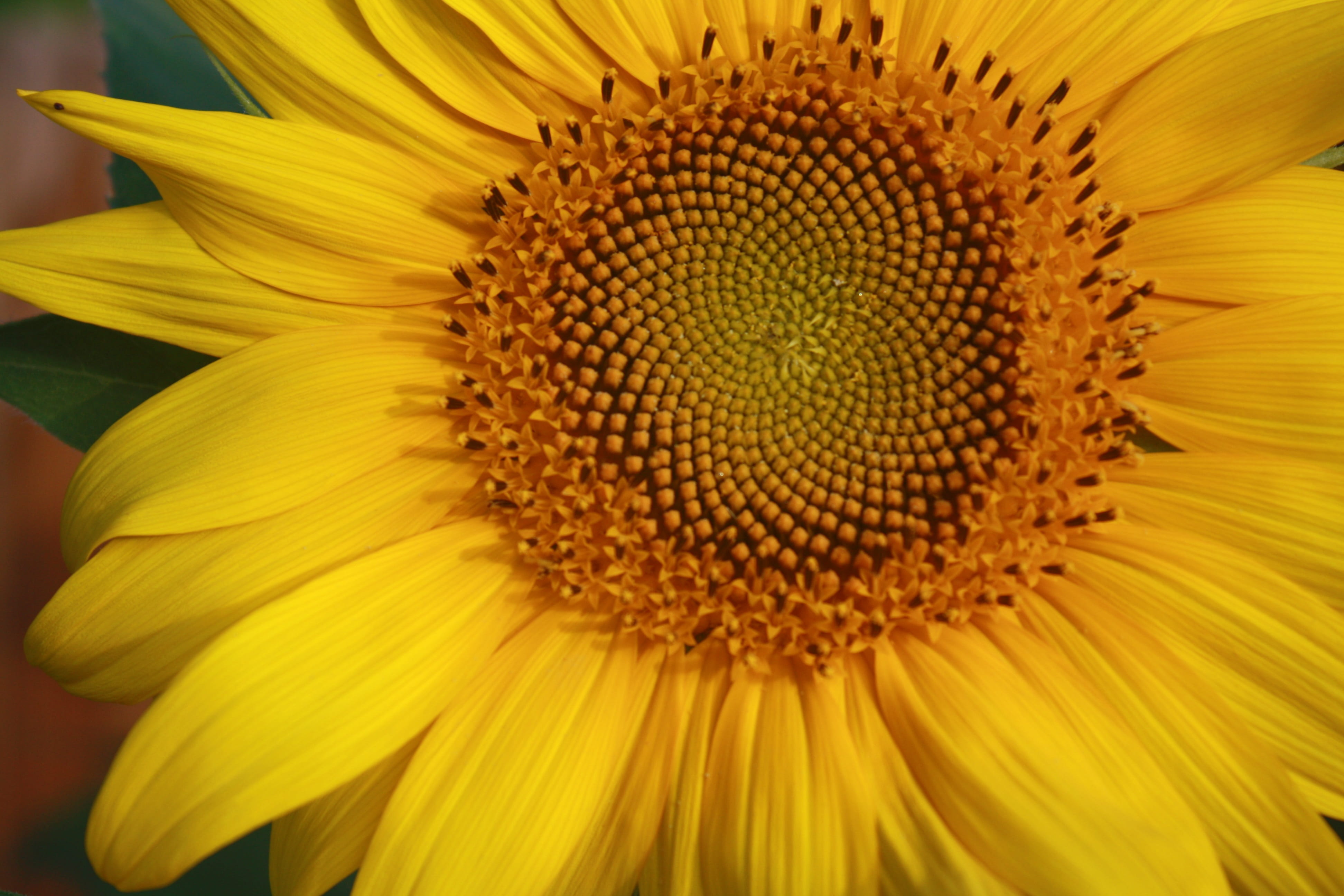 growth, pollen, sunflower, inflorescence, summer, flower, backgrounds, color, flower head, vulnerability, no people, nature, spiral, golden, petal, flowering plant, HD Wallpaper