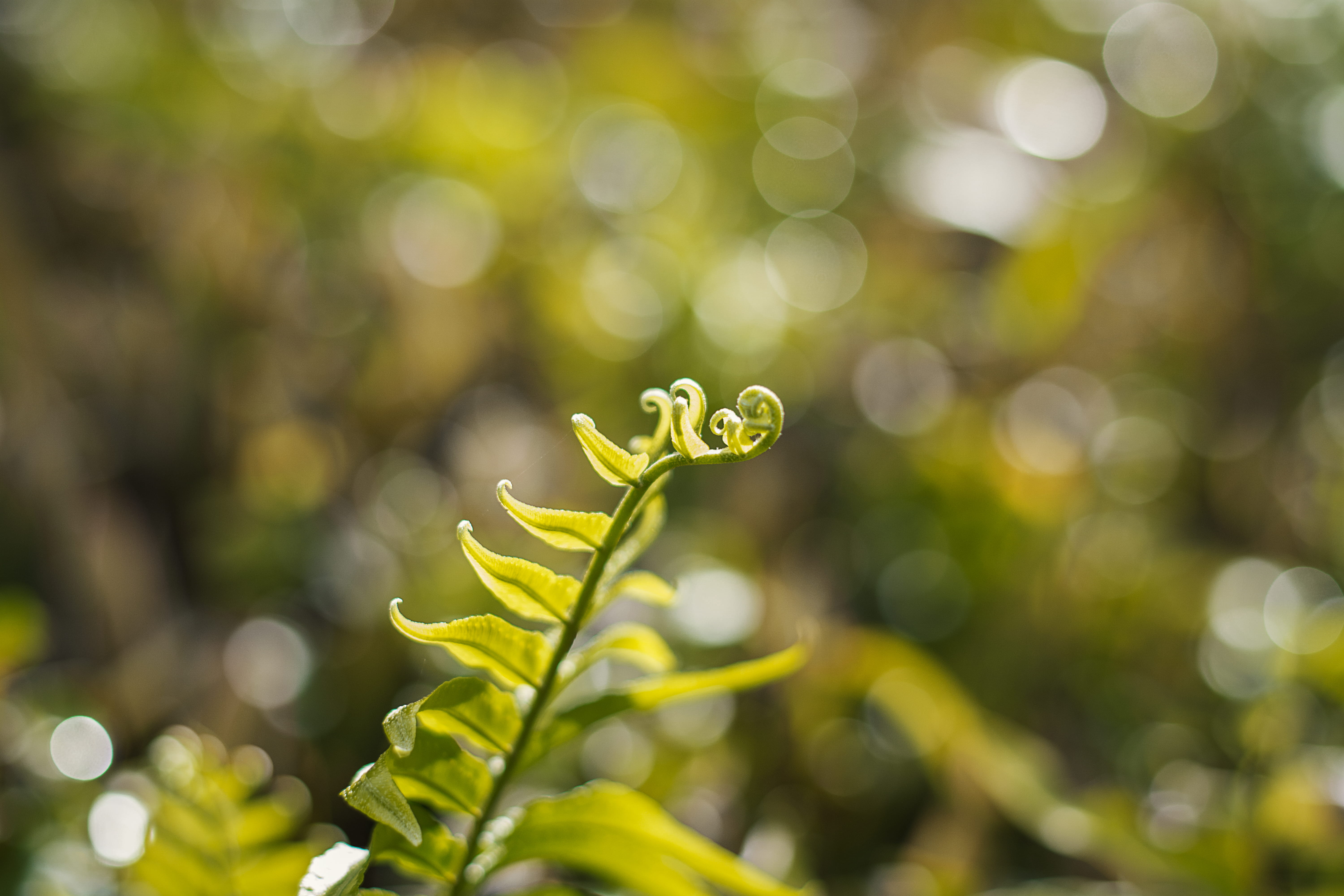 bright, outdoors, foliage, greenery, vulnerability, green color, fibonacci, flower, selective focus, forest, golden section, golden spiral, beginnings, HD Wallpaper