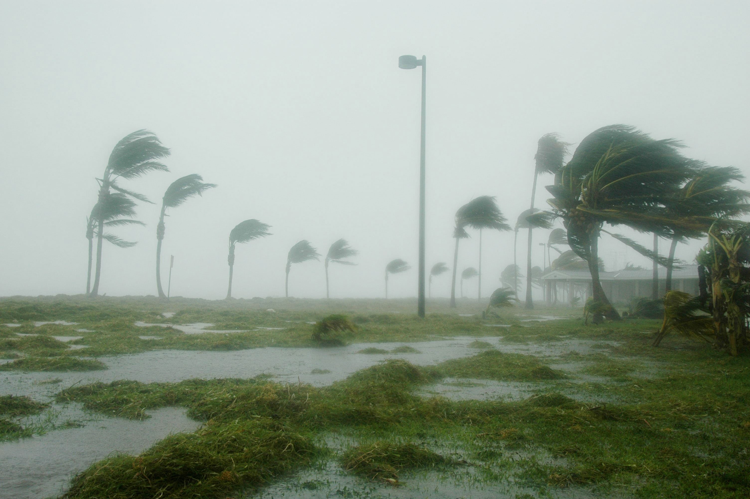hurricane dennis, environment, sky, key west, tree, trees, hurricane, fog, wind, palm tree, clouds, palms, built structure, rain, plant, outdoors, storm, HD Wallpaper