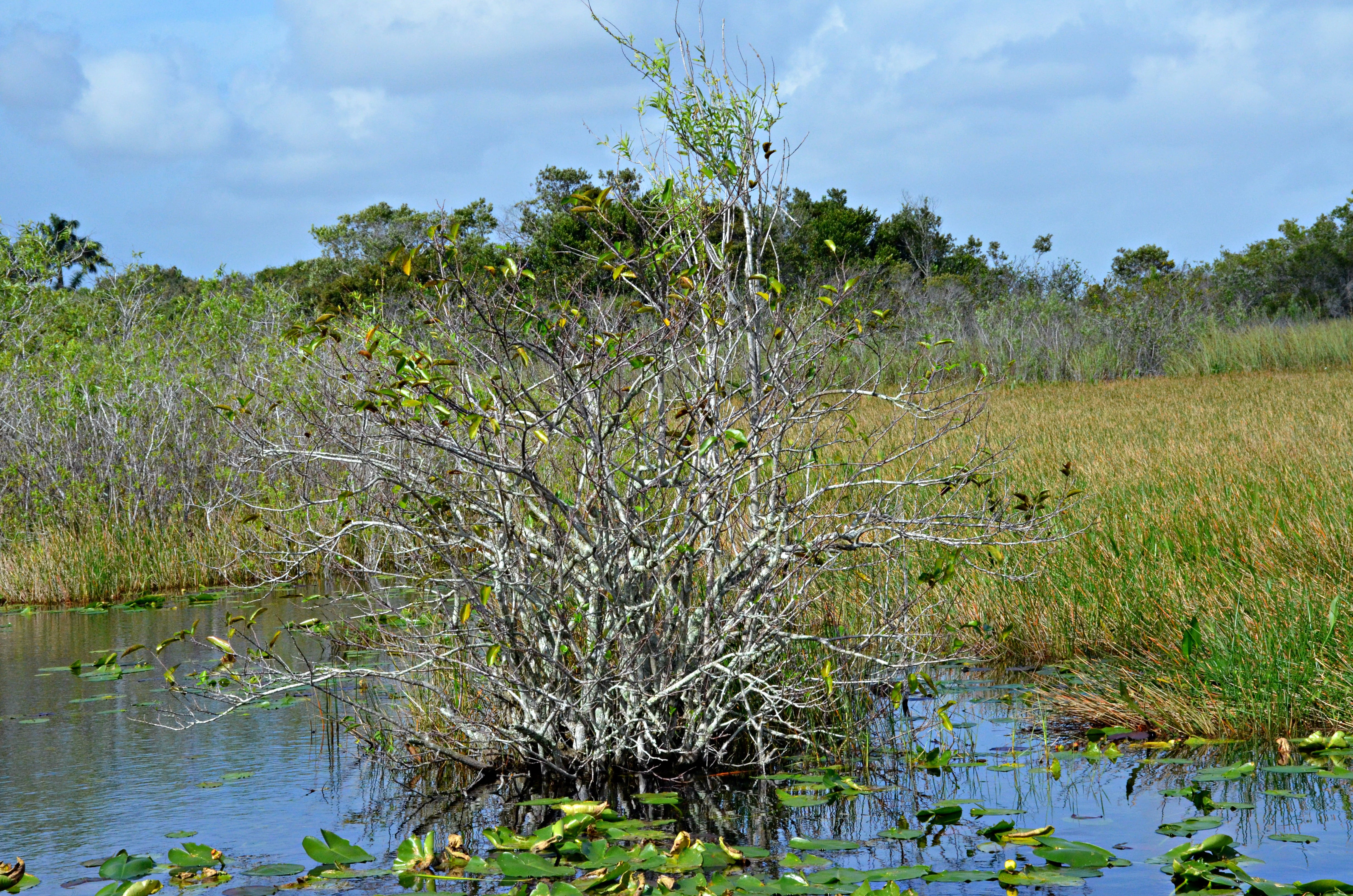 marsh, beauty in nature, key west, sky, plant, tree, non-urban scene, nature, day, everglades, environment, scenics - nature, park, florida, 4K, national park, HD Wallpaper