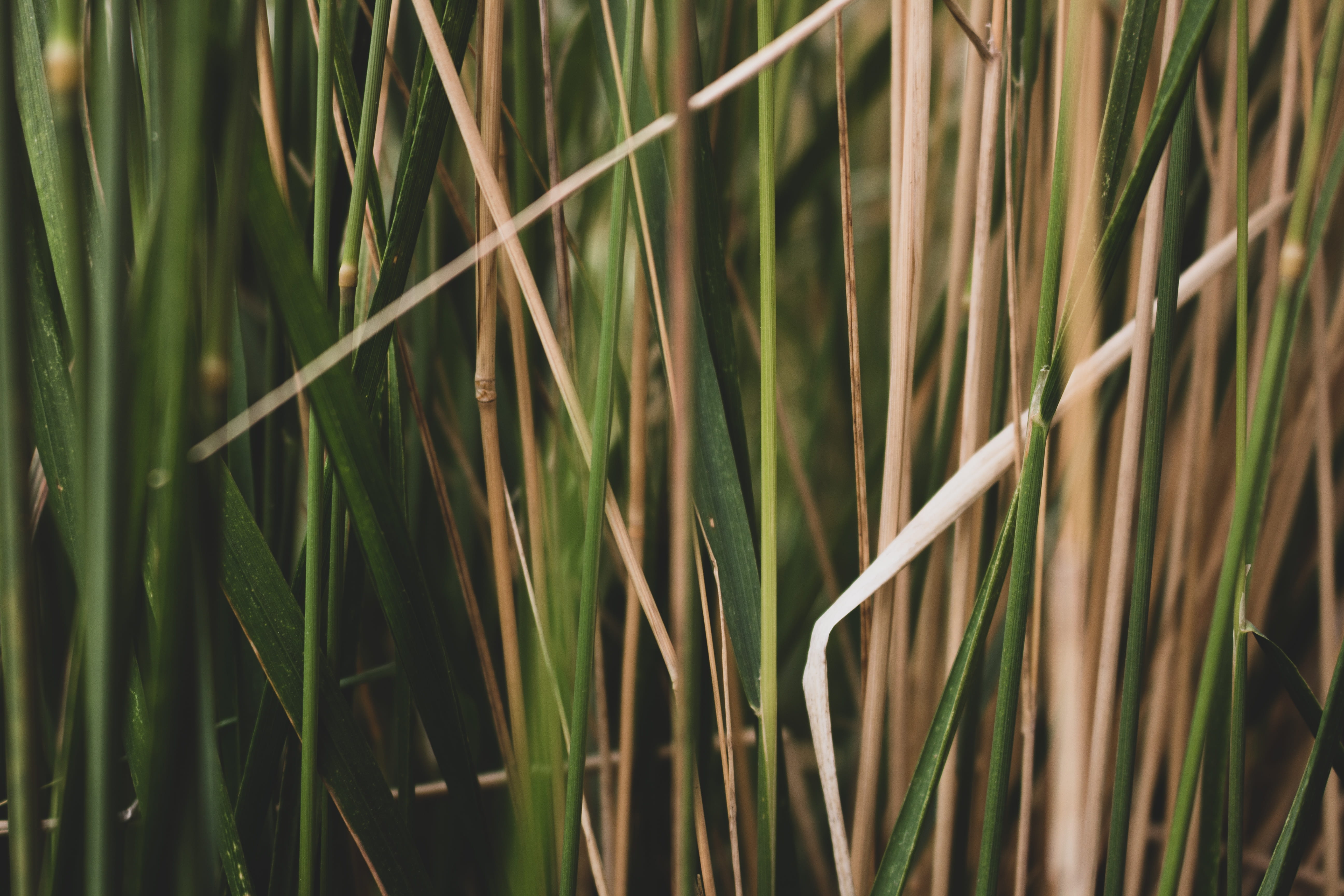 tall grasses, background, 5K, fall, outdoors, close-up, flora, agriculture, gold, summer, tranquility, selective focus, green color, beige, tan, HD Wallpaper