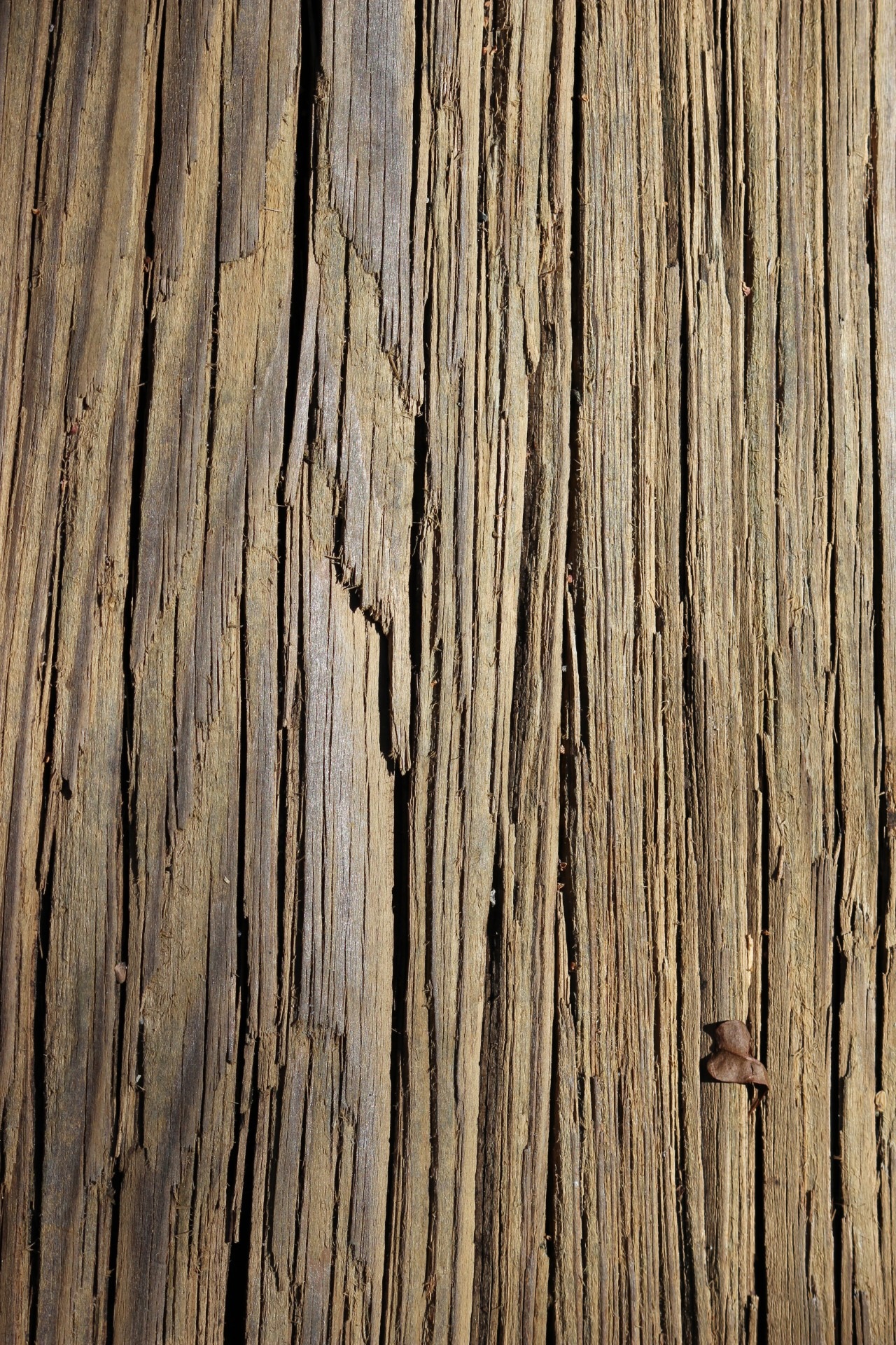 textured effect, background, day, tree, old, rough, brown, damaged, tan, texture, plank, textured, 1080P, weathered, no people, close-up, wood, outdoors, Phone HD Wallpaper
