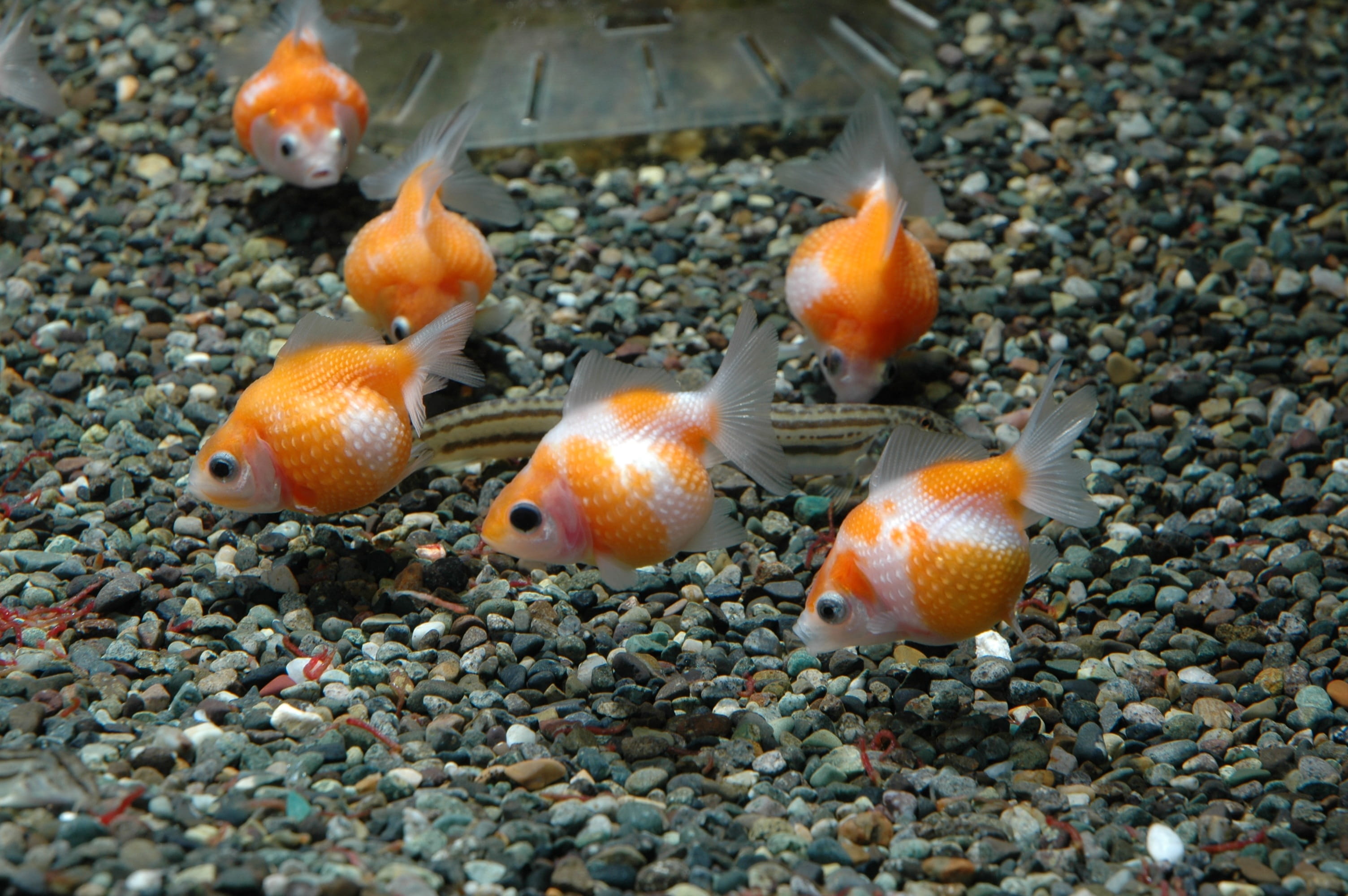animals in the wild, sea, animal wildlife, close-up, pebble, Fish, large group of animals, Goldfish, underwater, Ping-Pong, marine, sea life, animal, orange color, HD Wallpaper
