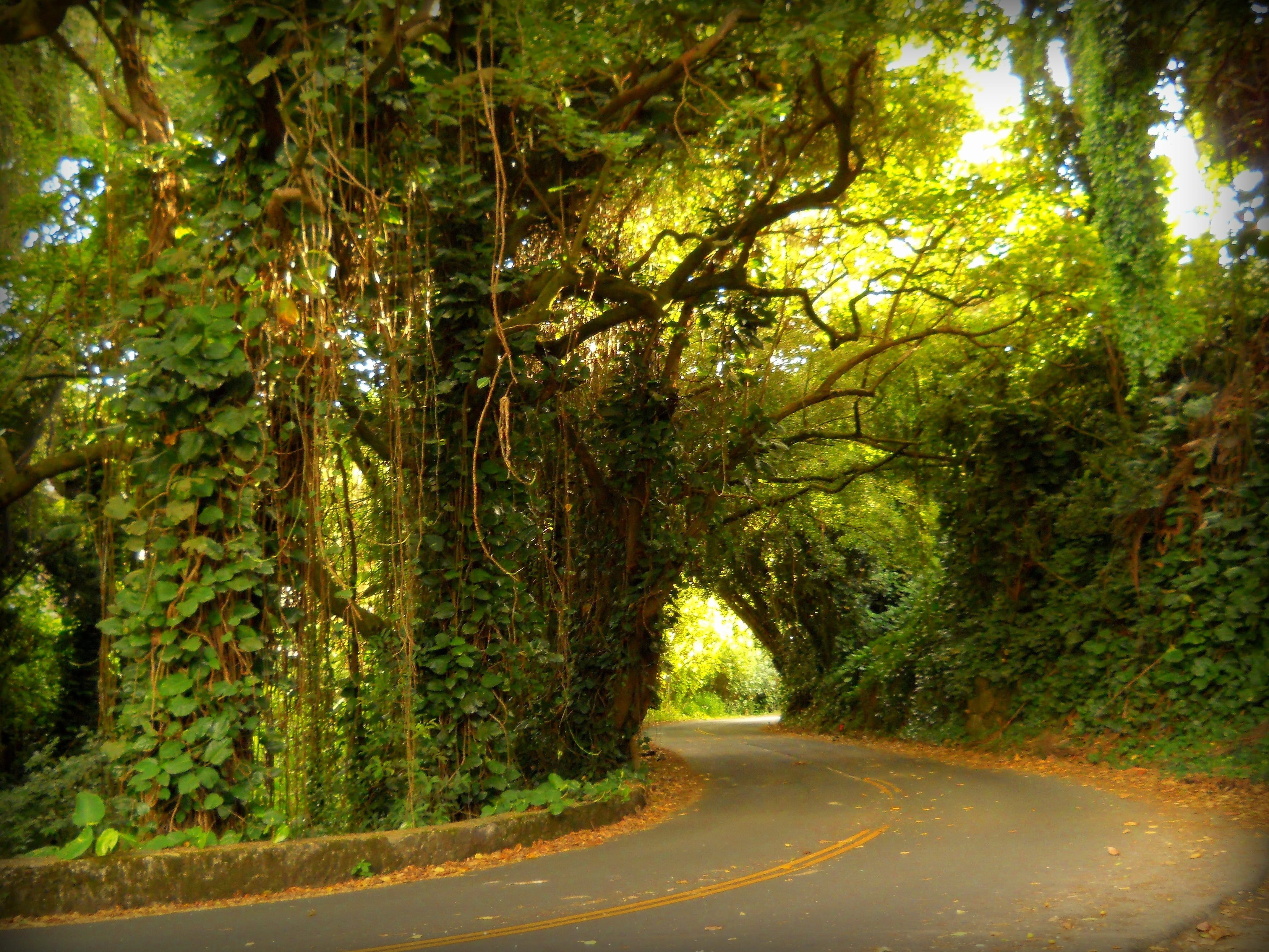 tranquil scene, Nuuanu, trees, Rainforest, 4K, growth, Road, no people, the way forward, treelined, empty road, tranquility, tropical, road, curve, green color, HD Wallpaper