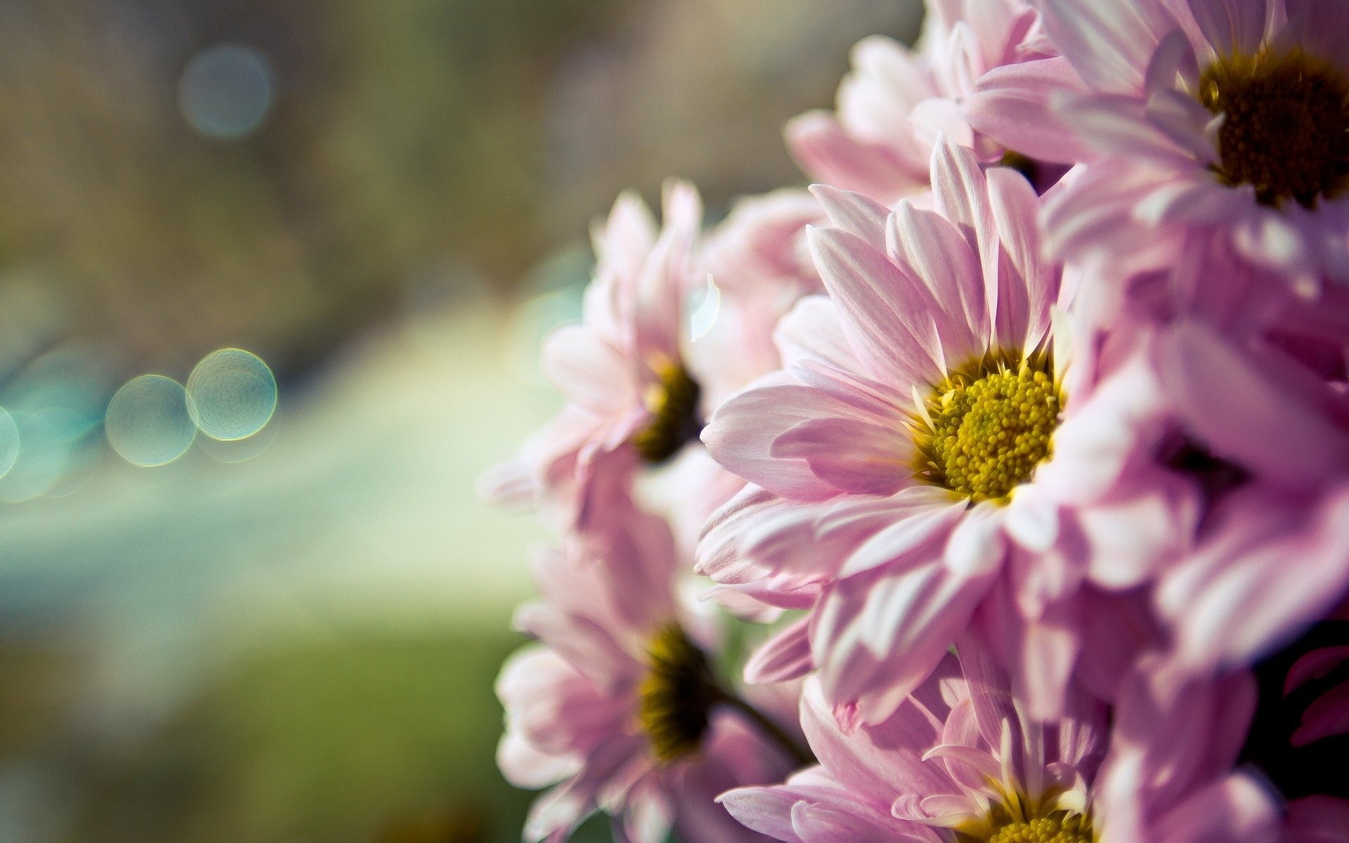 macro, bouquet, bokek, 1080P, flowers, flower, HD Wallpaper