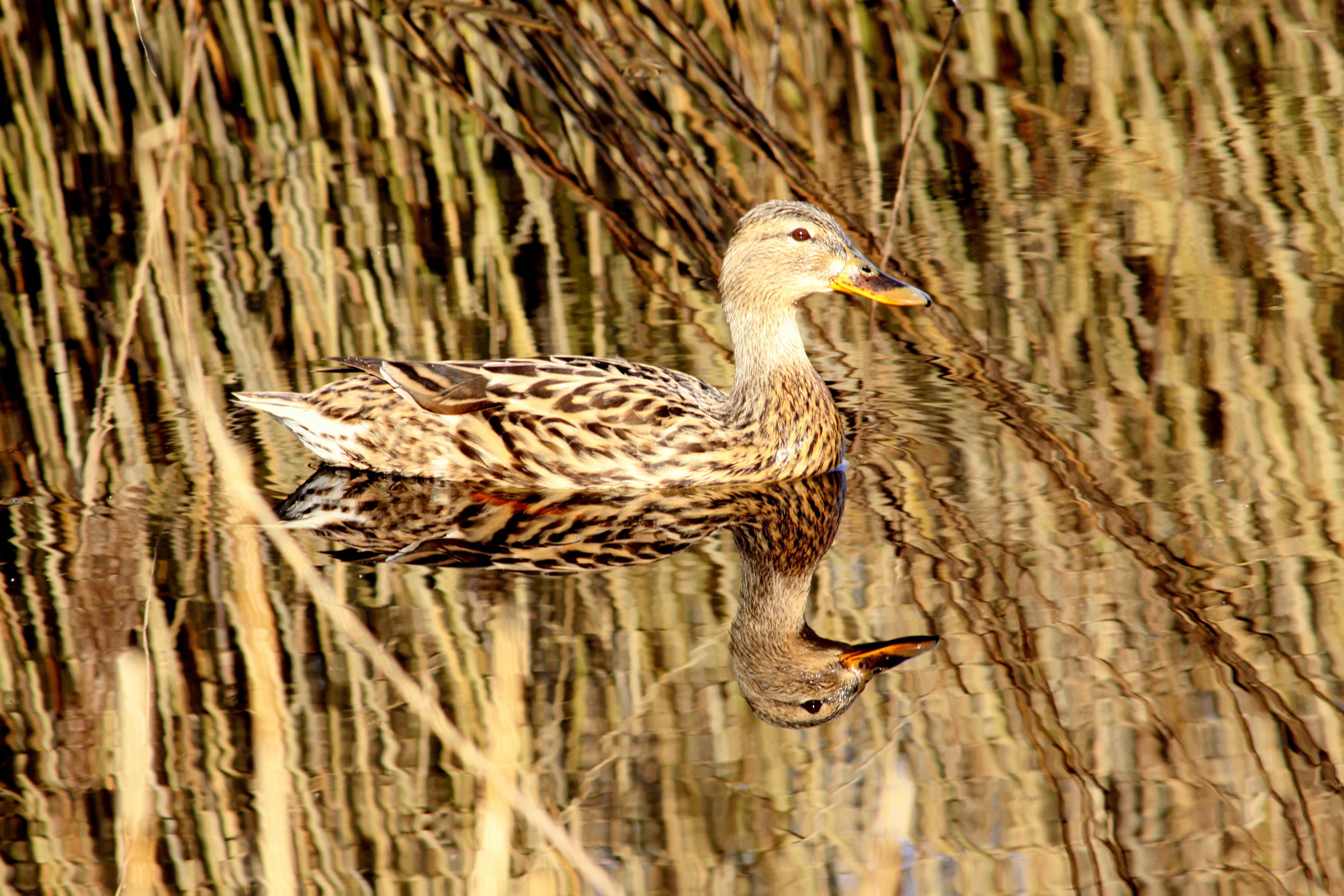 profile view, nature, duck, plant, outdoors, water, reflection, white, poultry, water bird, mullard, 4K, vertebrate, animals in the wild, one animal, animal themes, HD Wallpaper