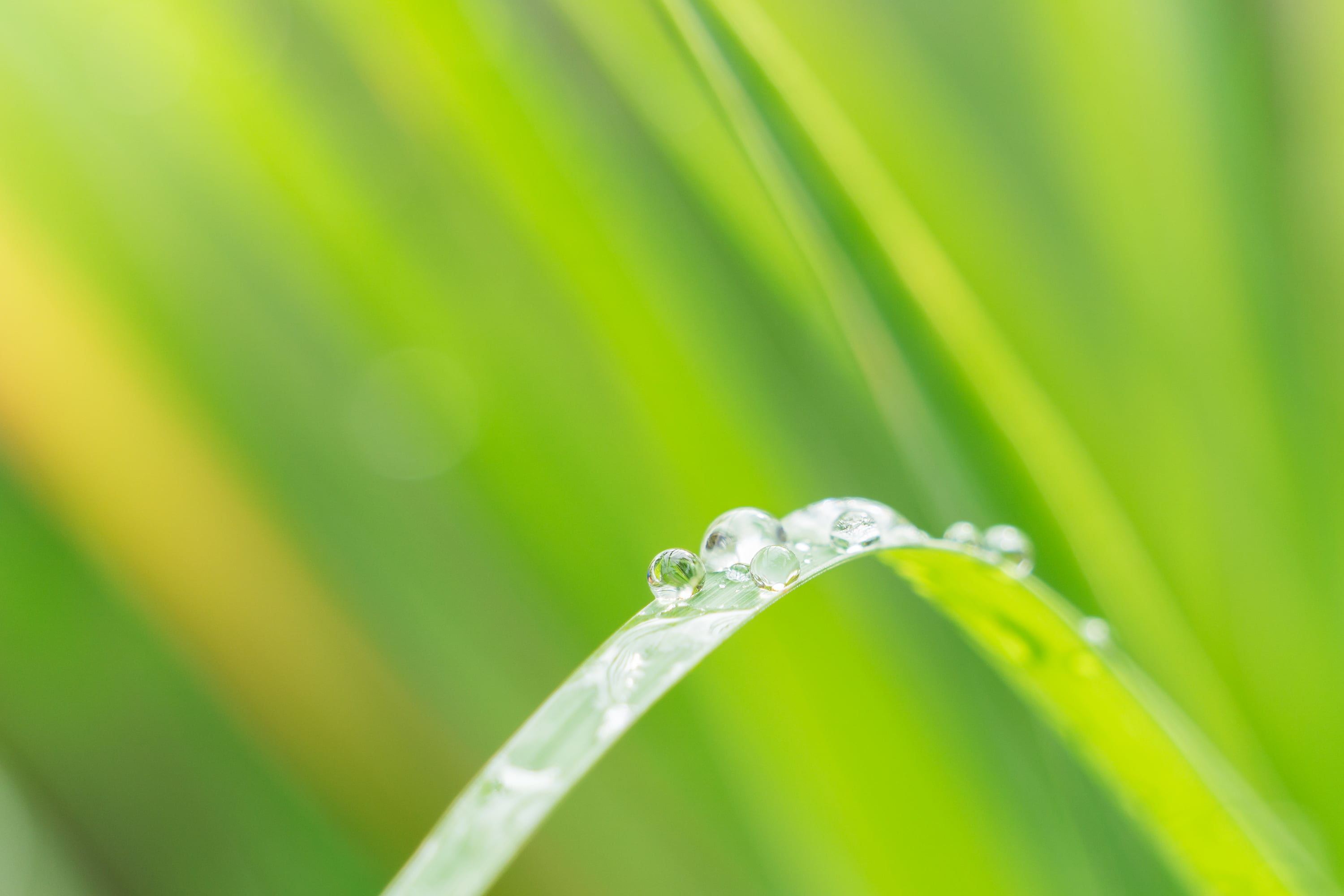summer, freshness, Sony A6000, Extension Tube, green grass, water, rain, 2K, wet, liquid, green, sel55210, refraction, grass, environment, dew, close, HD Wallpaper